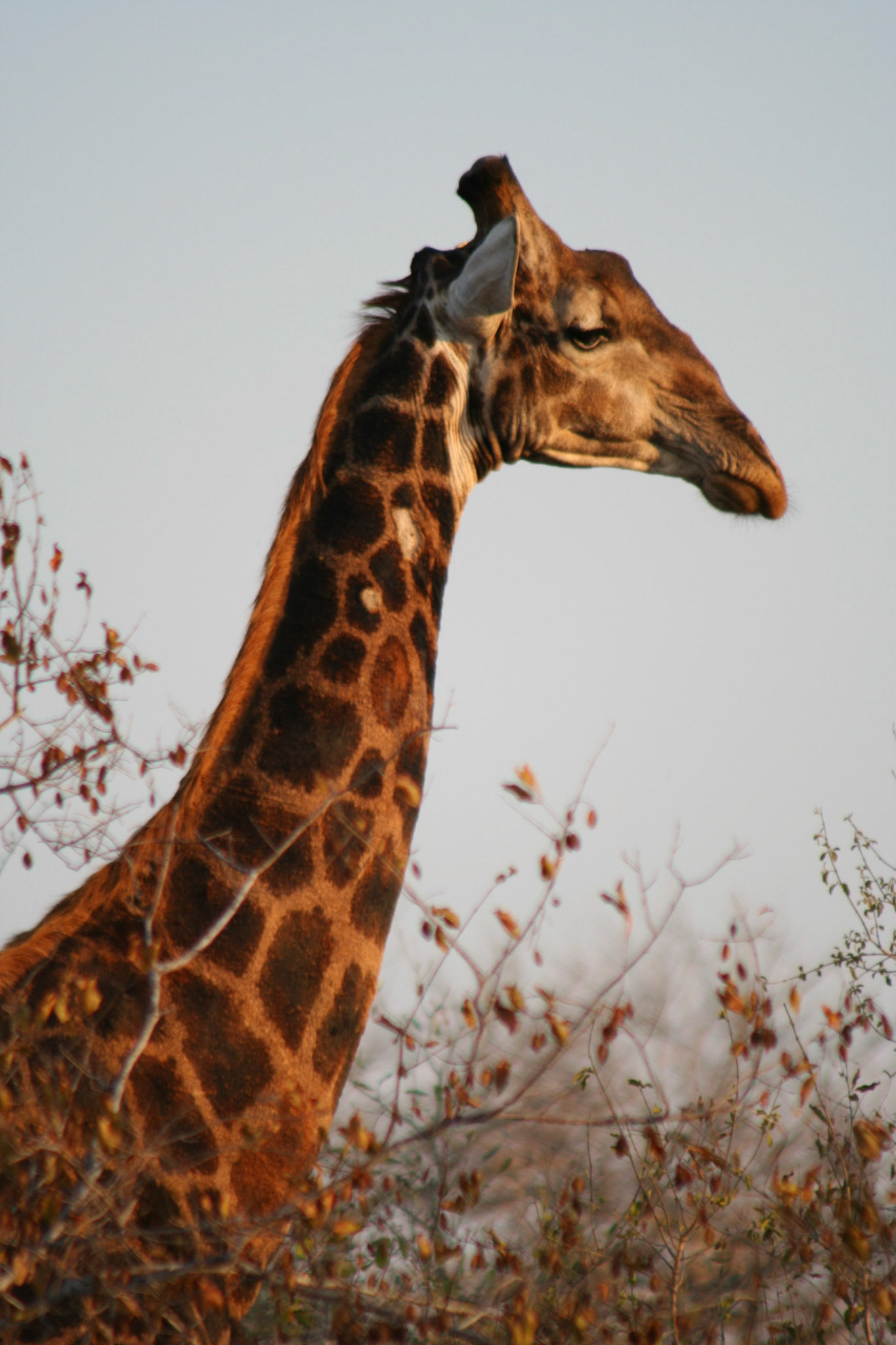 Giraffe in the afternoon sun