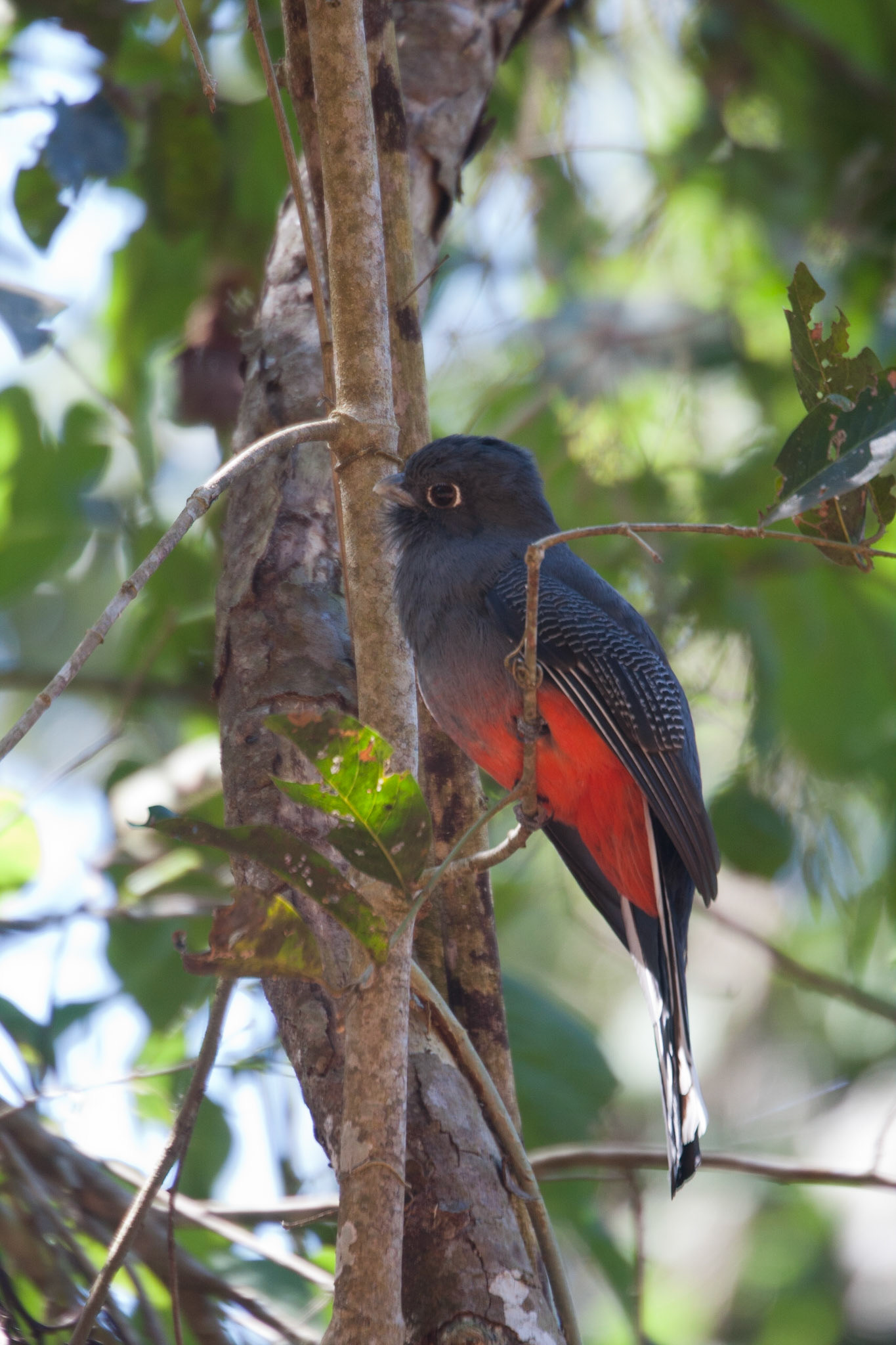 Surucua trogon