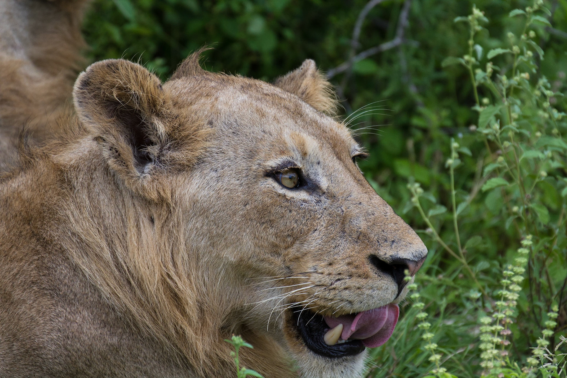 Young male lion