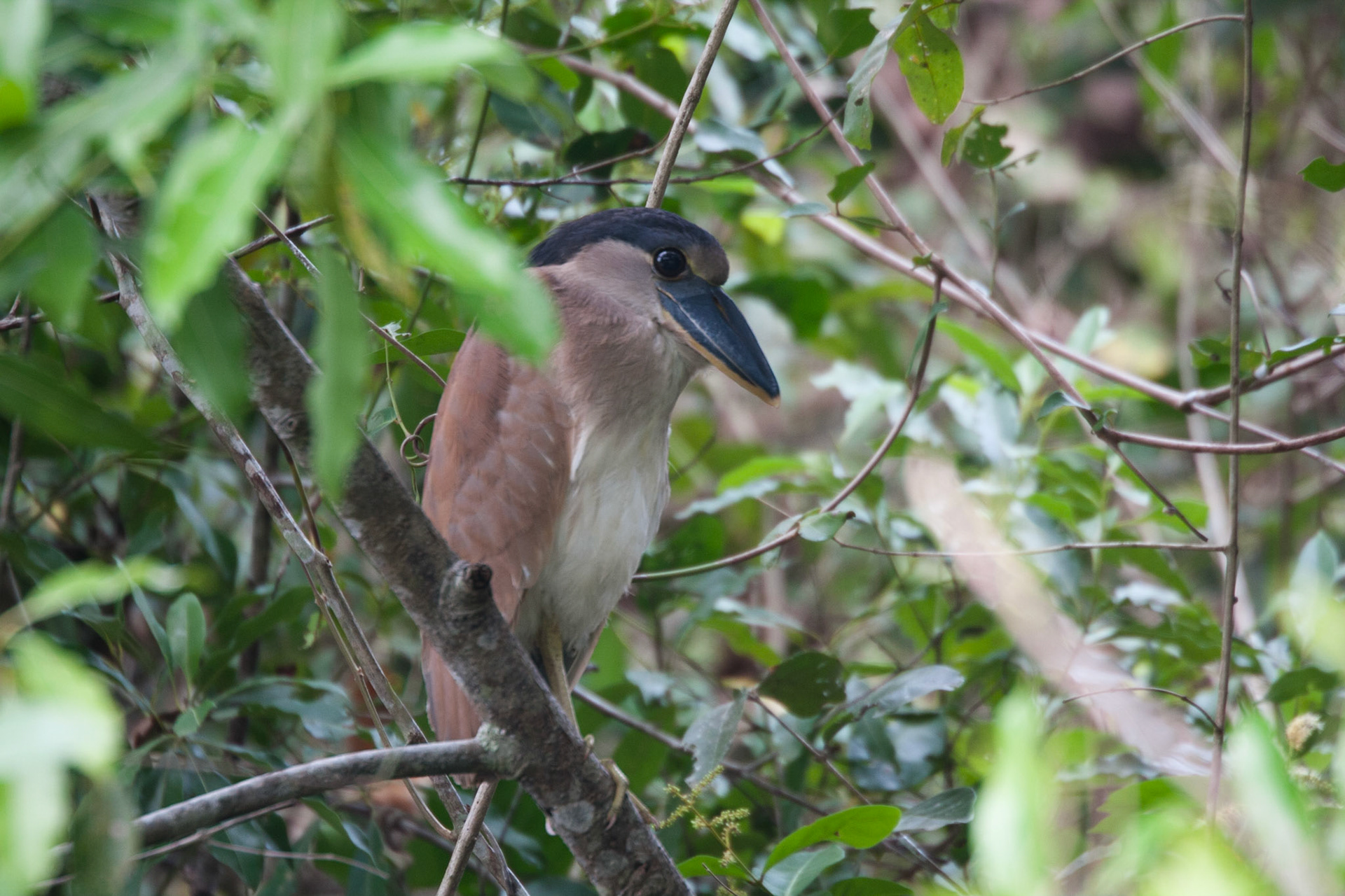 Juvenile boat-billed heron