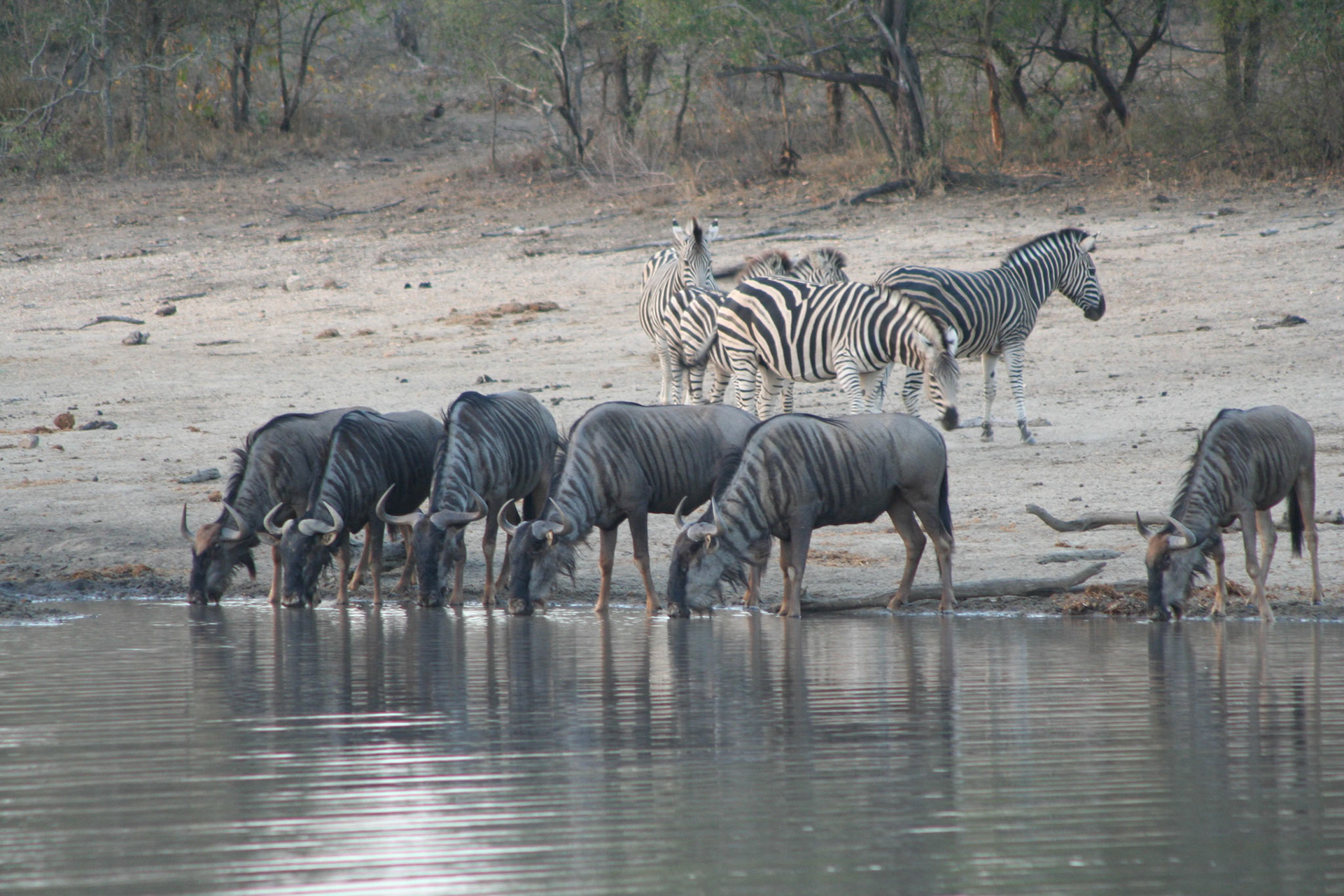 Wildebeest and Zebras, at Clara Dam