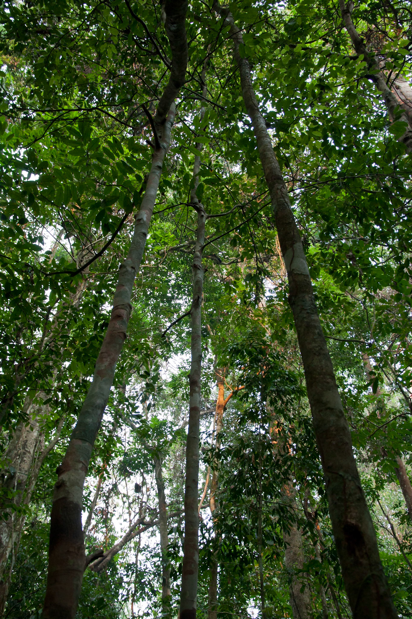 Sunlight through the trees