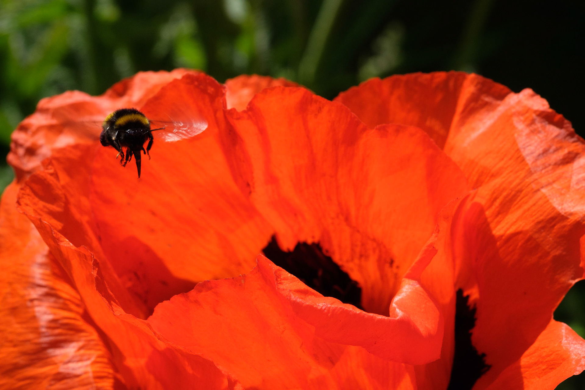 Poppy and bee