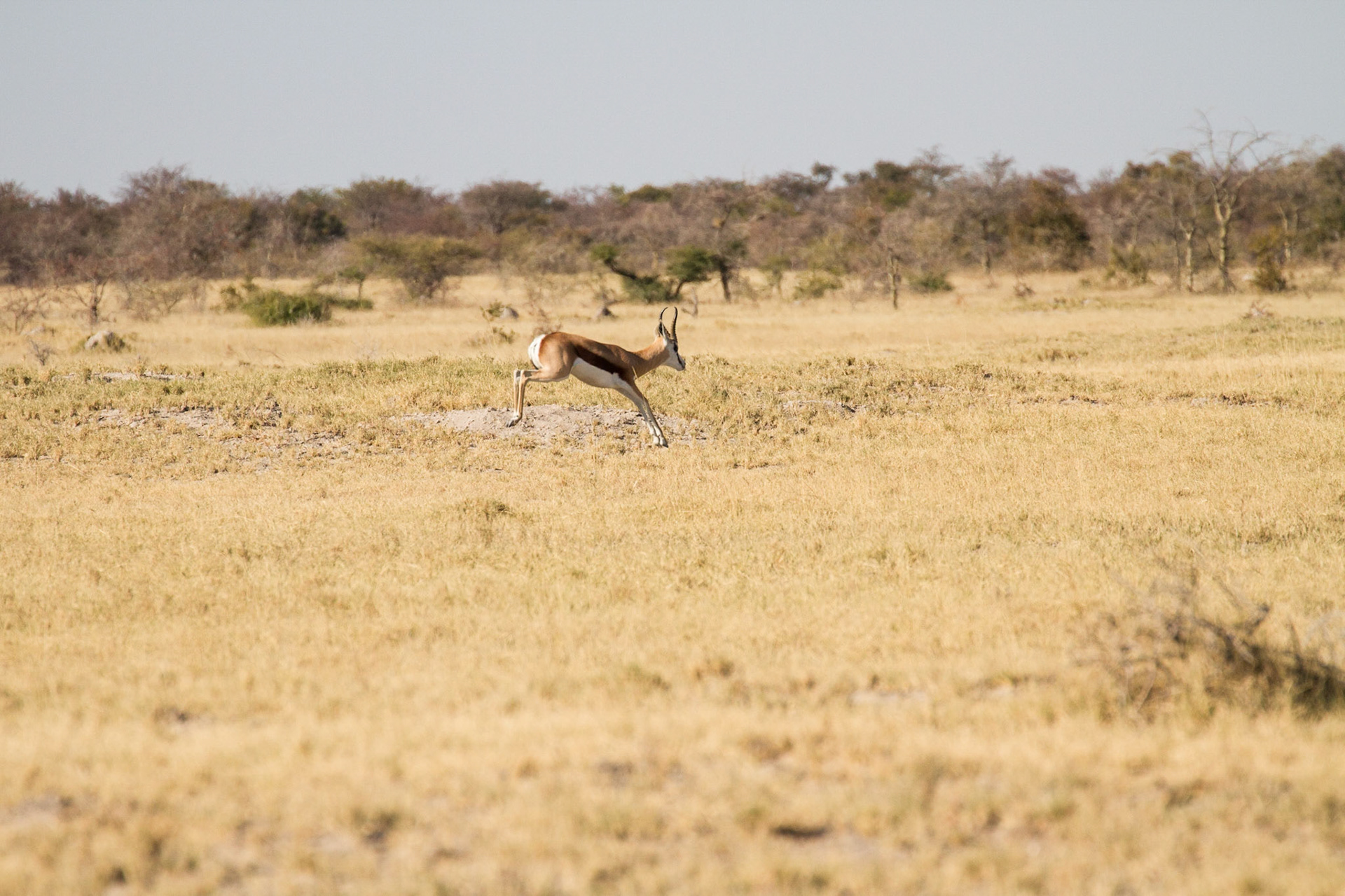 Springbok
