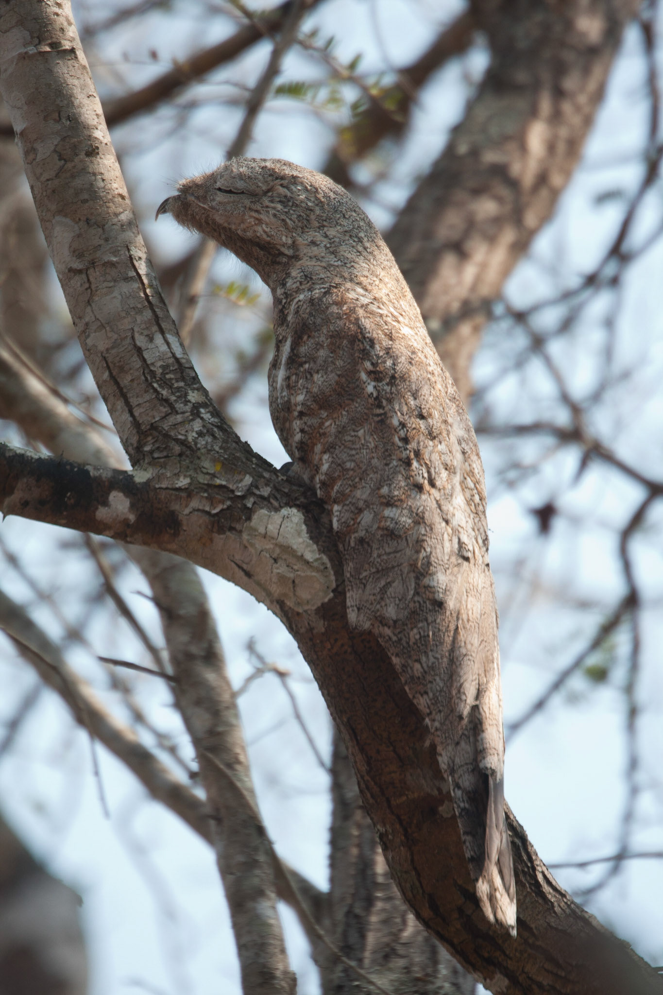 Great potoo