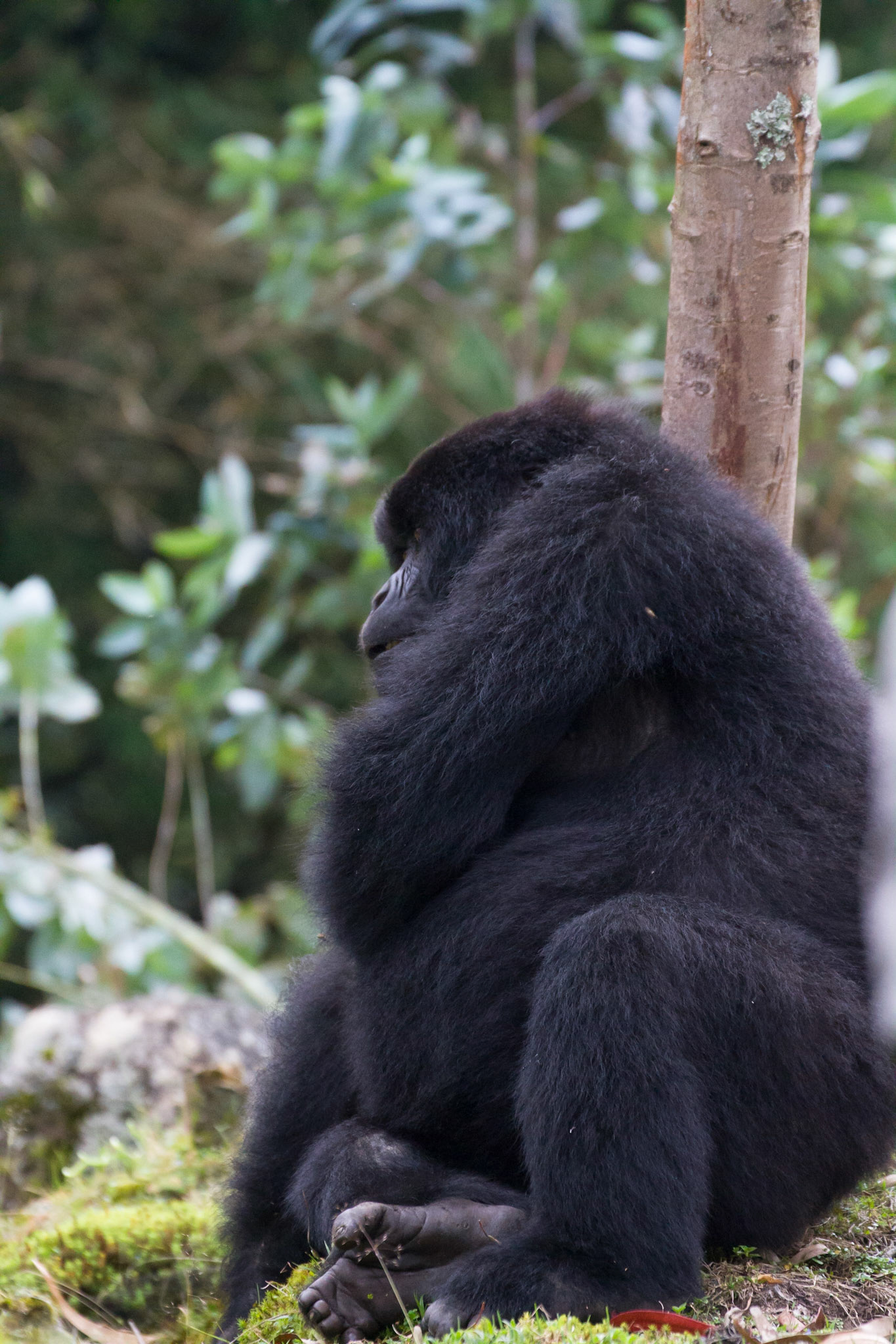 Black back that ran at Sue