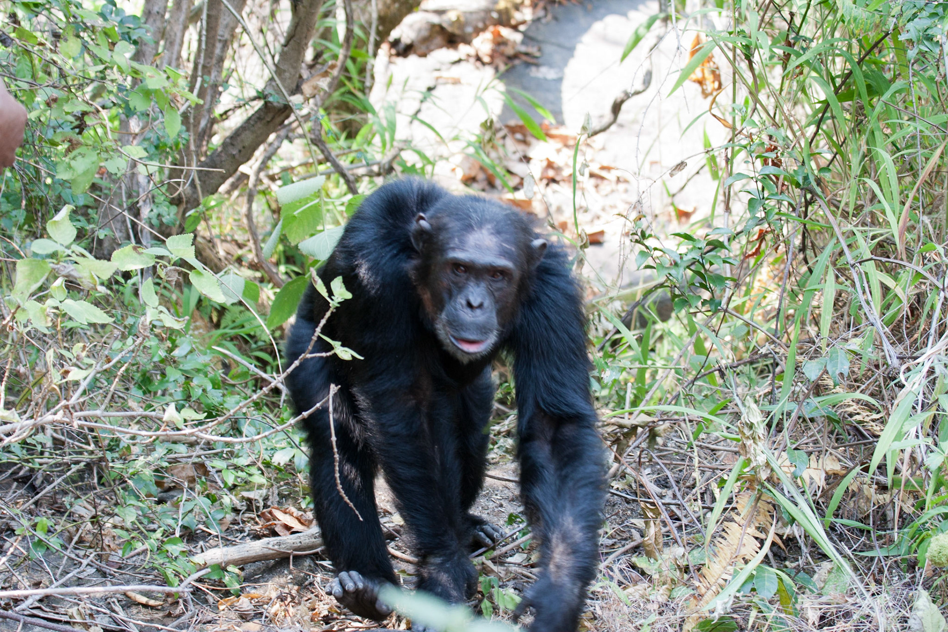 Orion, one of the Mahale males