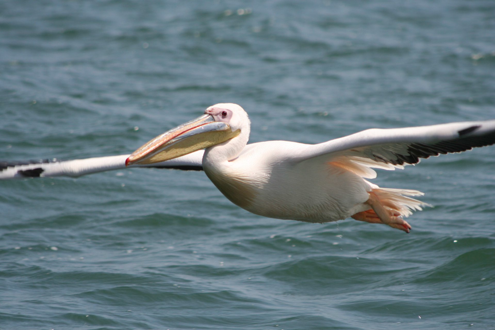 Pelican
