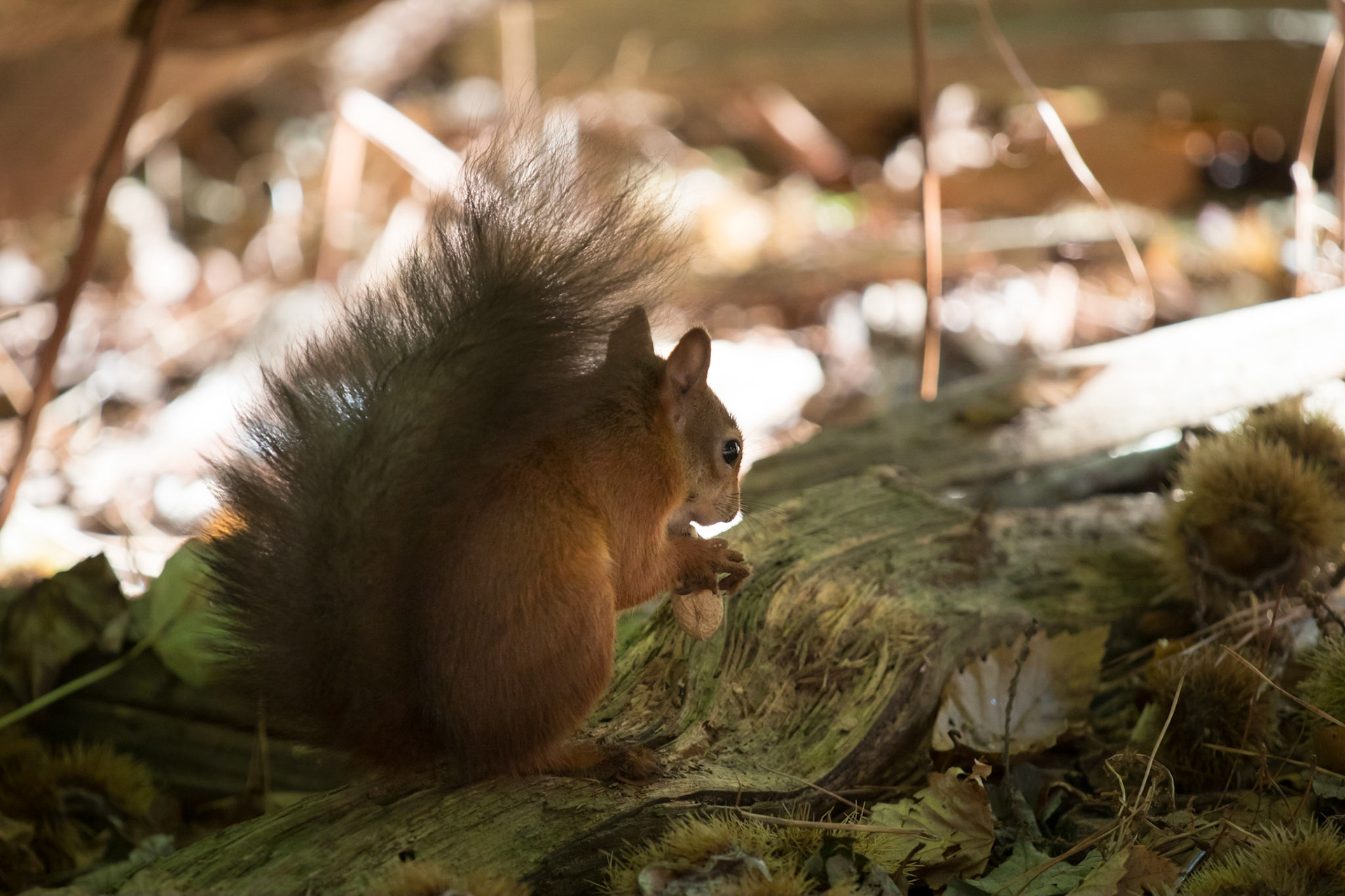 Red squirrel in the woods, Brownsea Island
