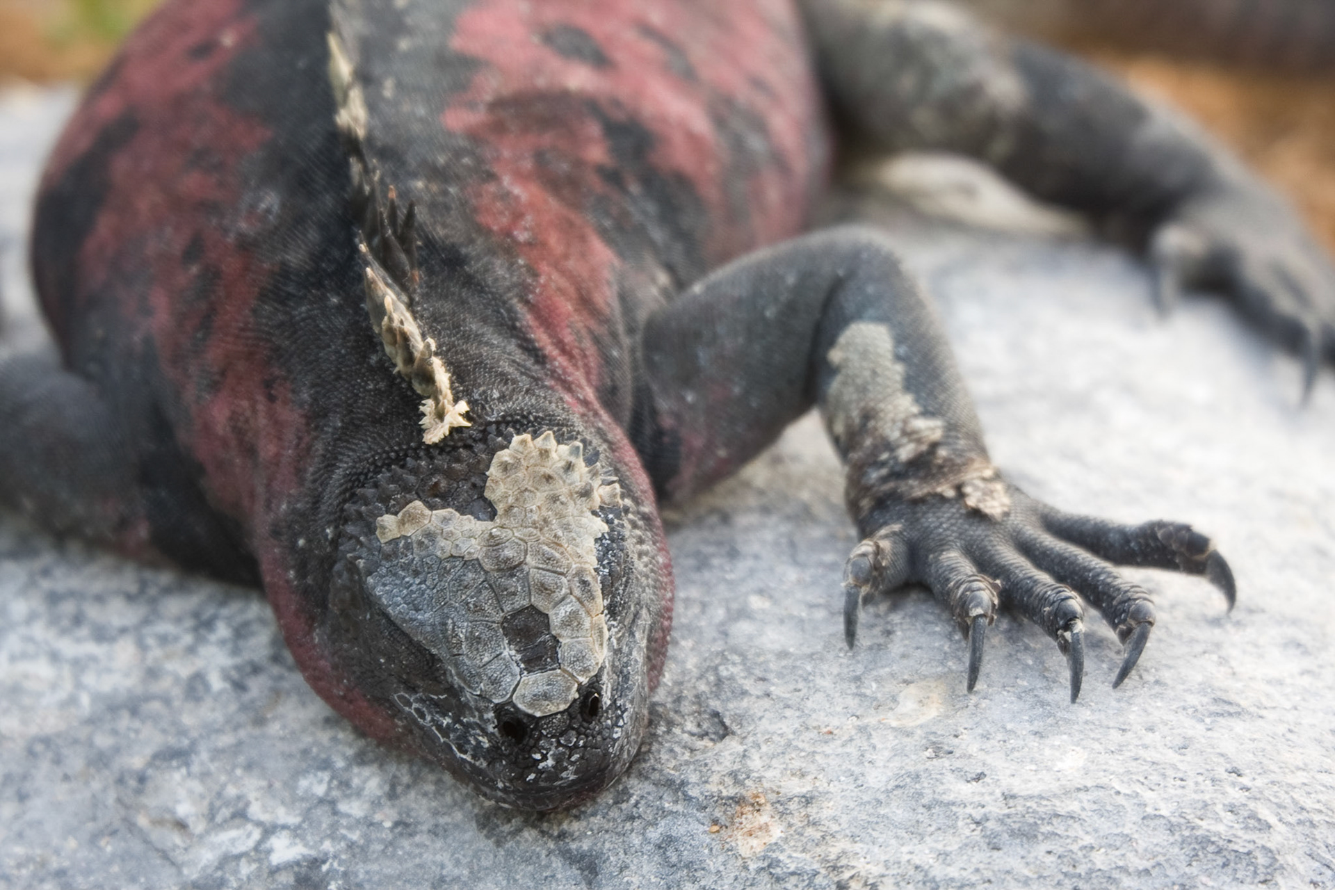 Red marine iguana