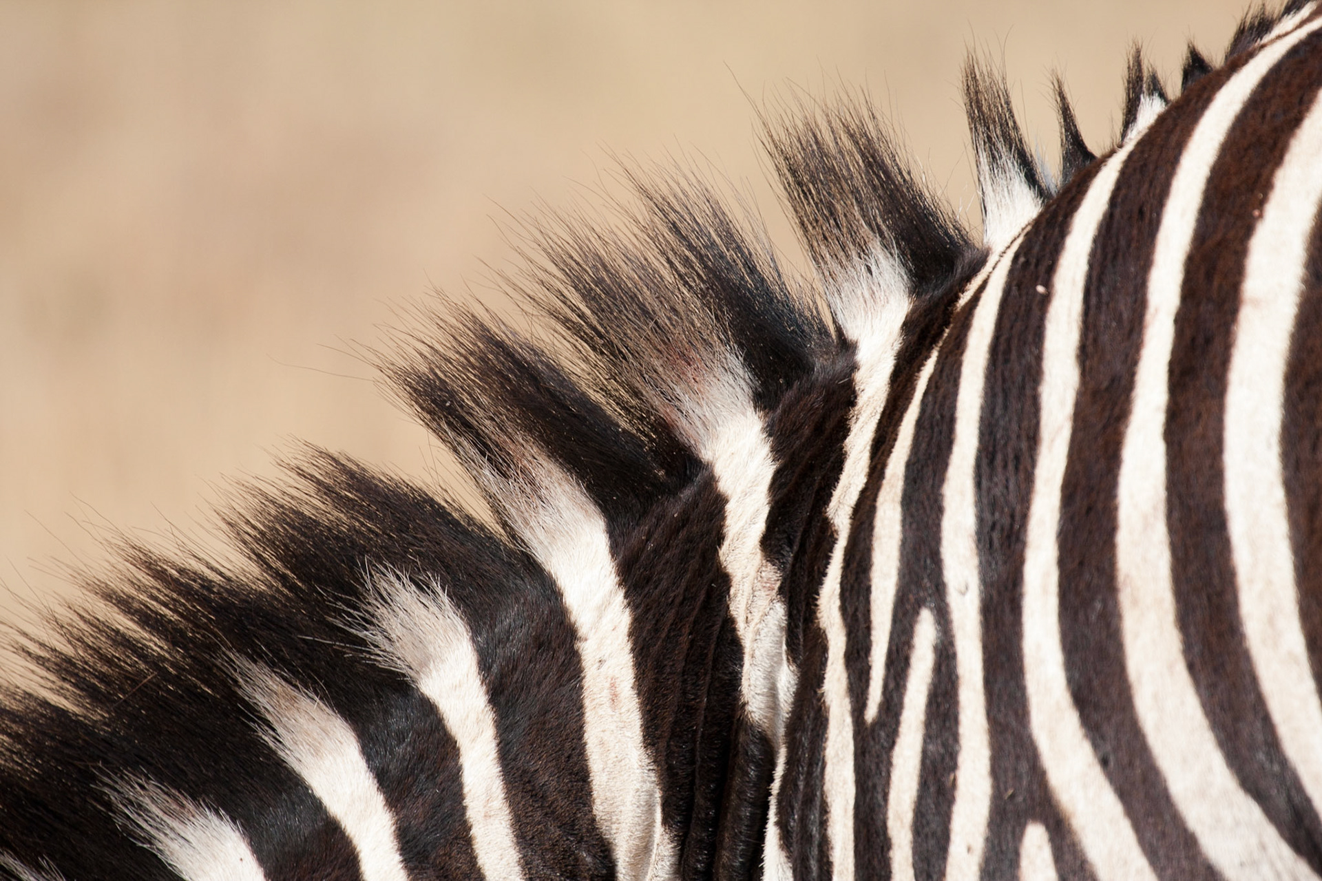A zebra's stripes