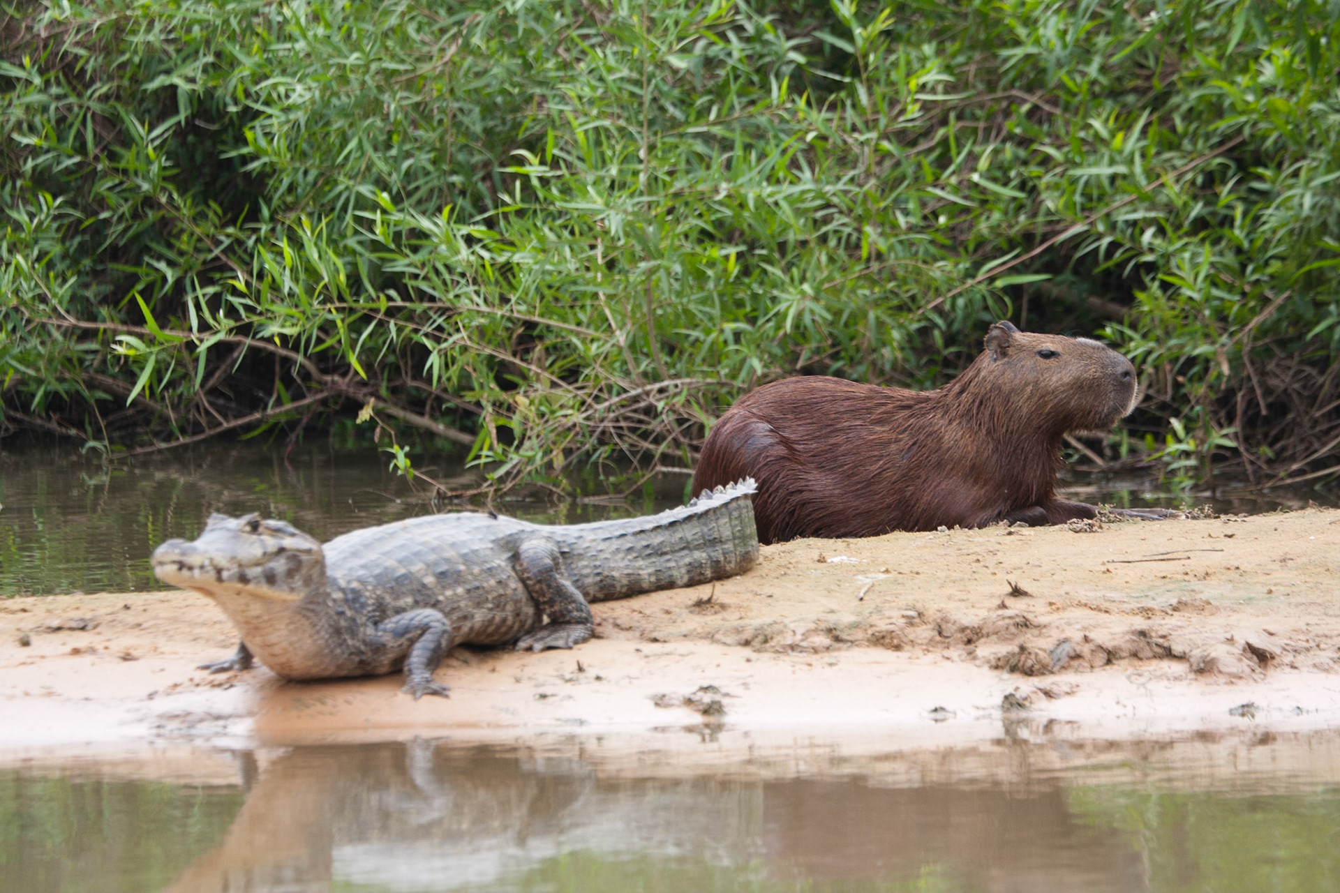 Obviously not afraid of caimans!
