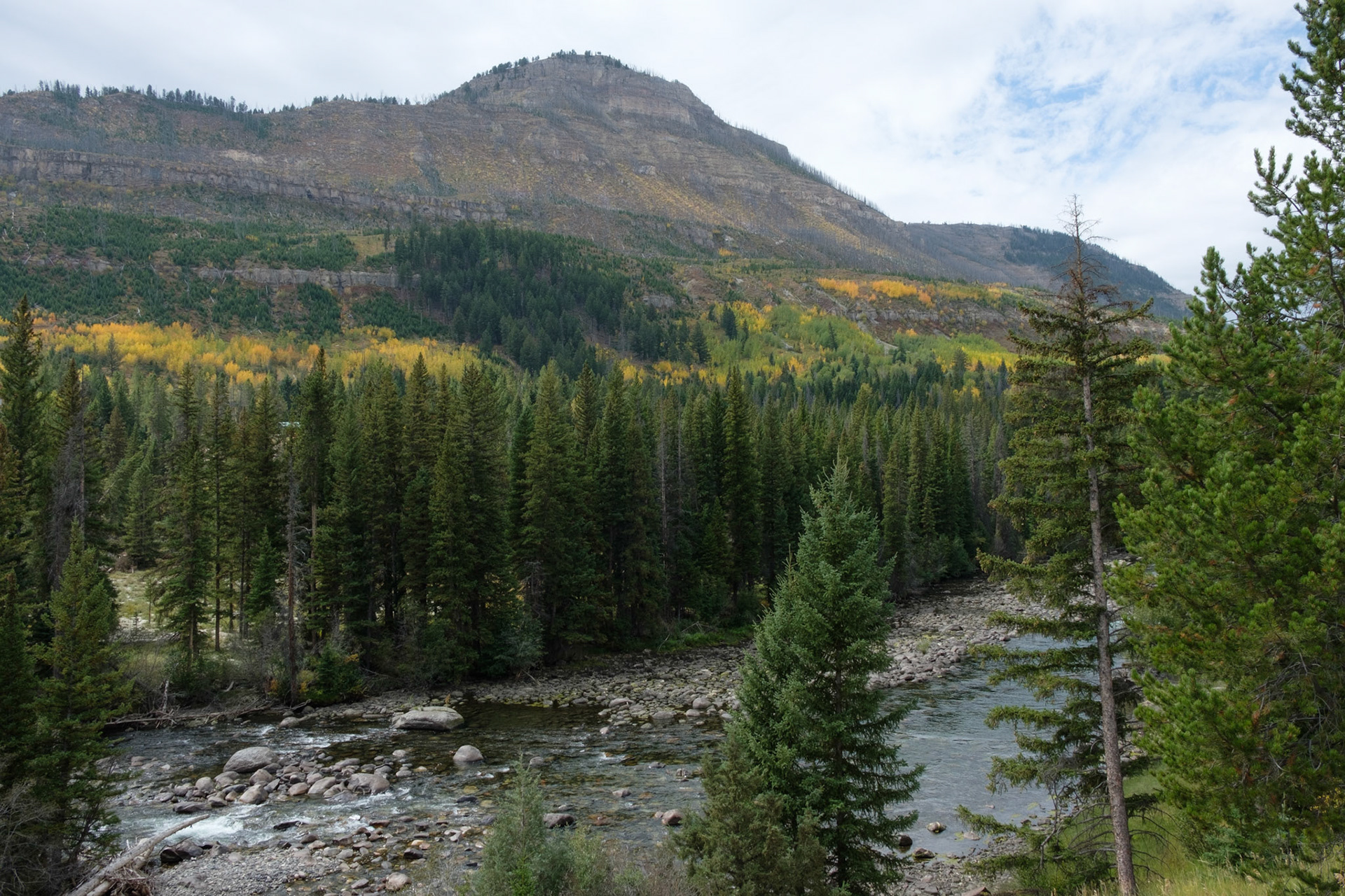Splashes of colour from aspen trees