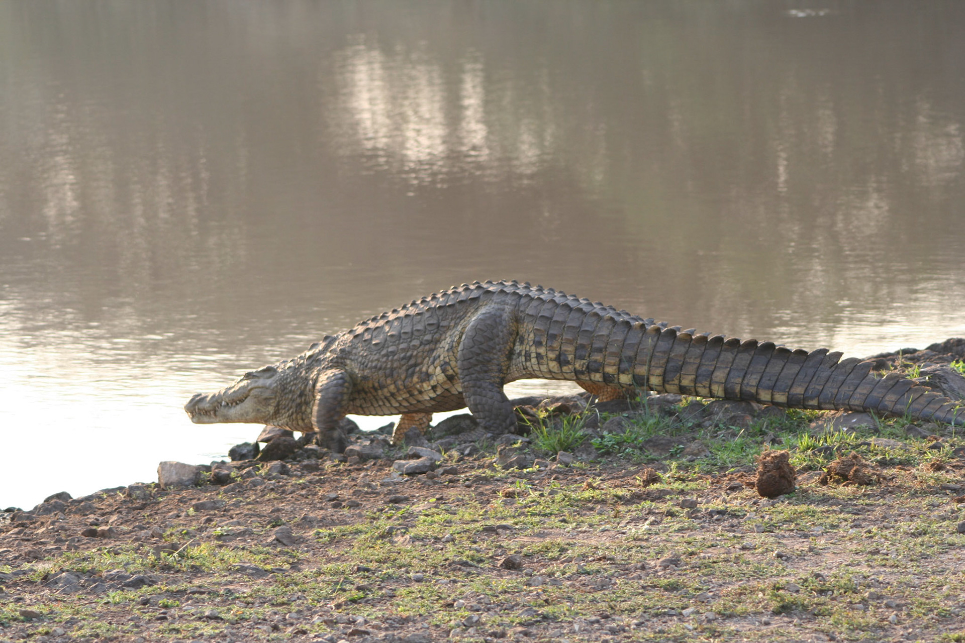 Crocodile
