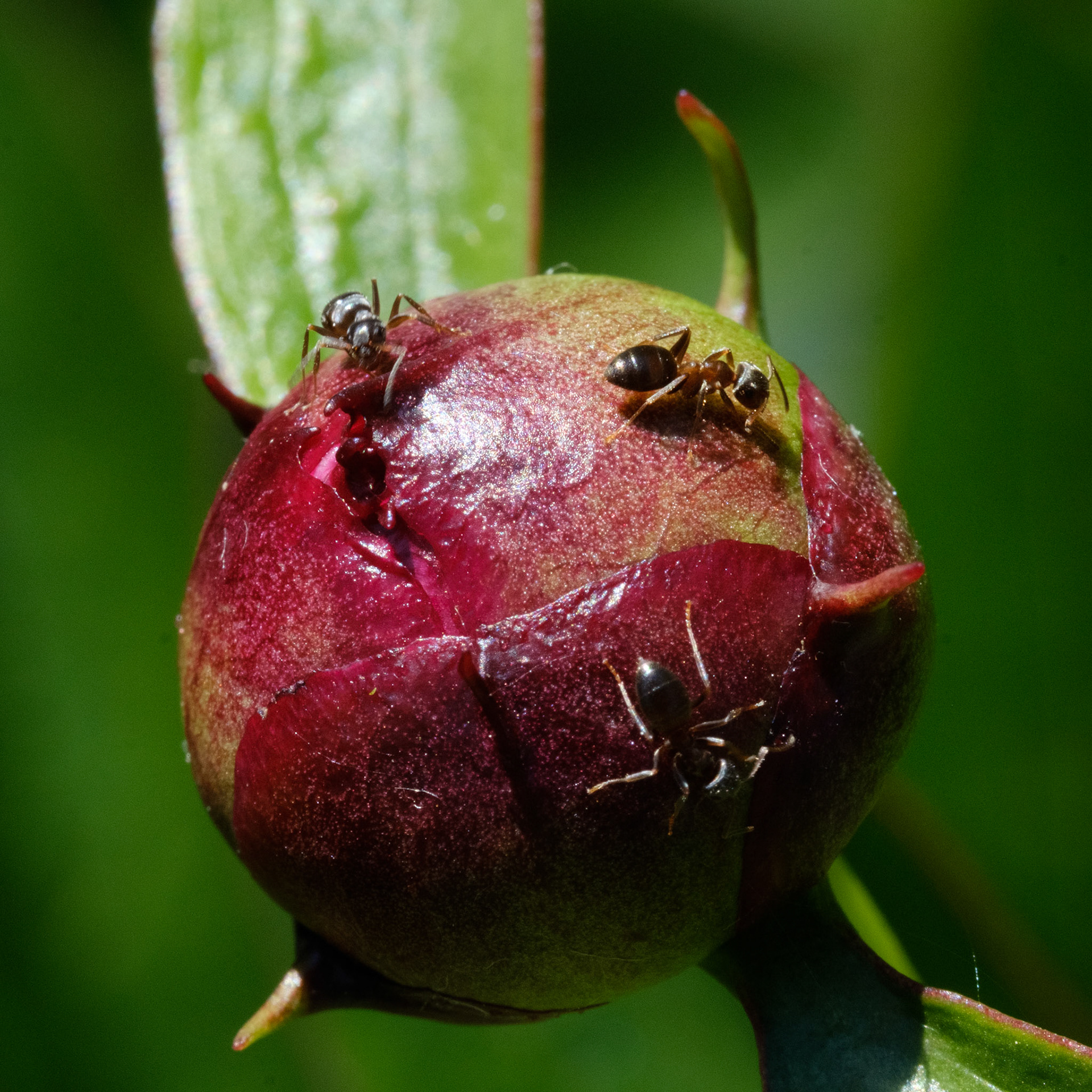 Ants on a peony bud