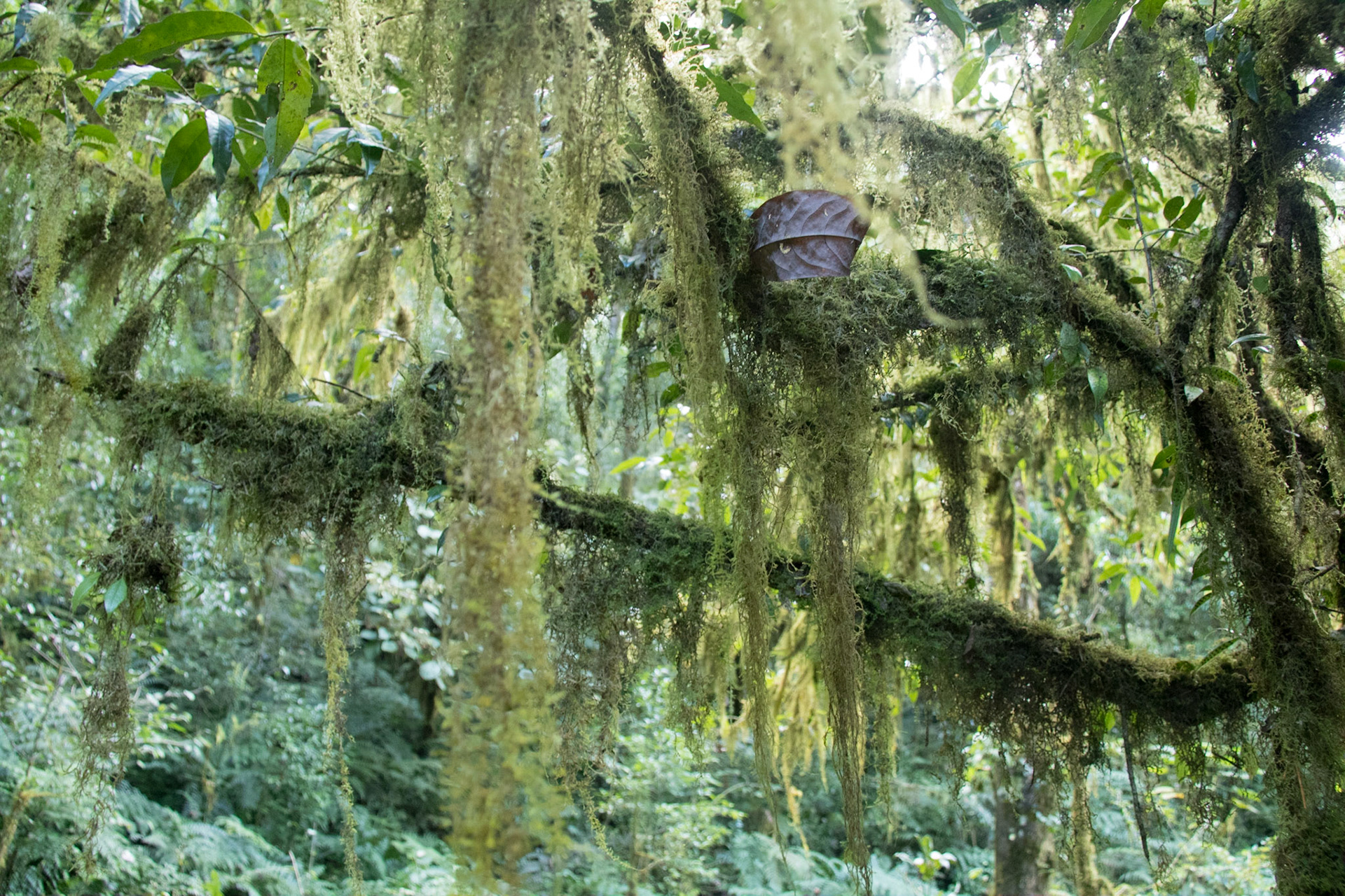 Lichen in the jungle