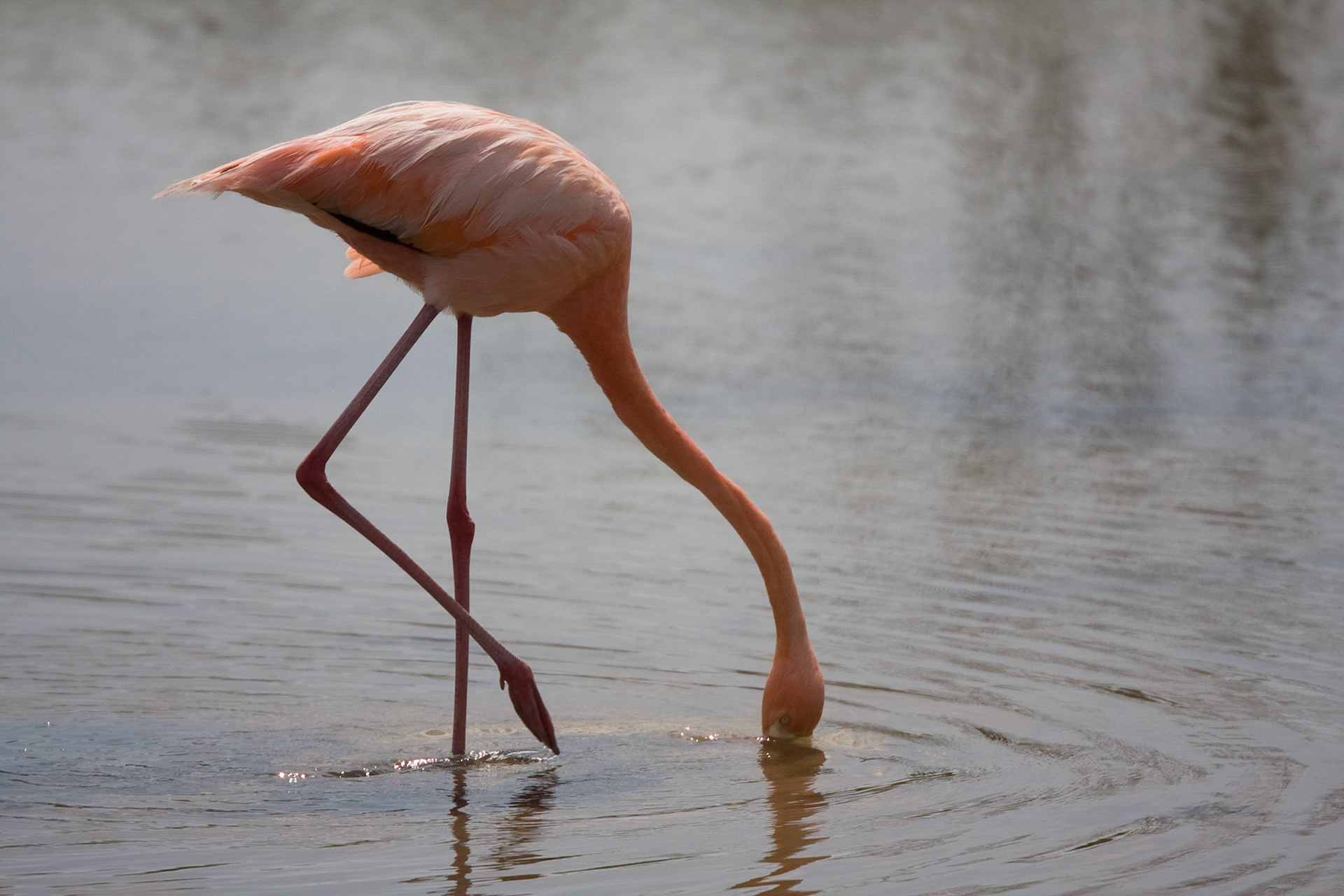 Greater flamingo
