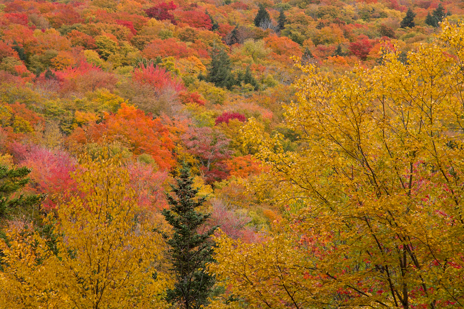 At Flume Gorge, Franconia Notch state park