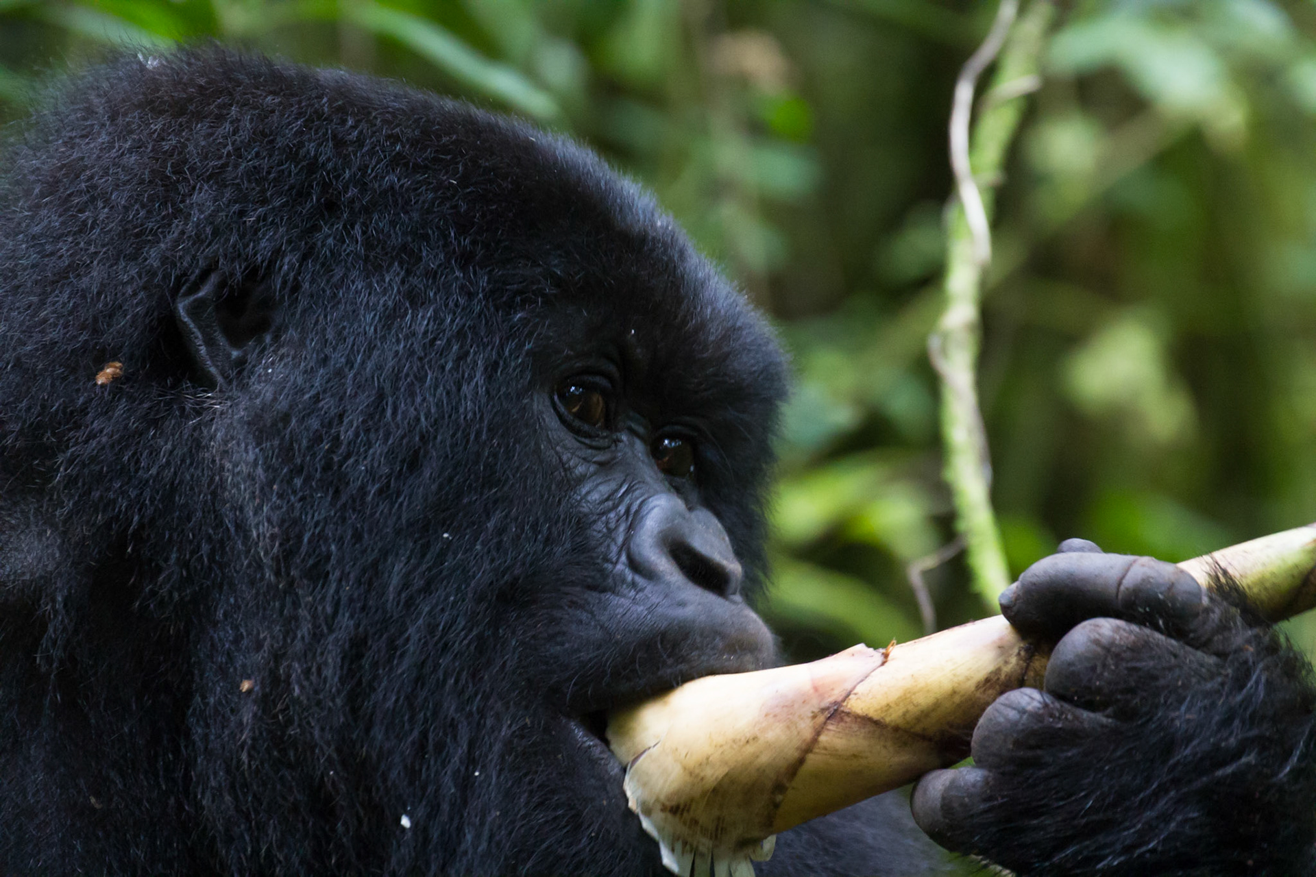 Eating bamboo shoots