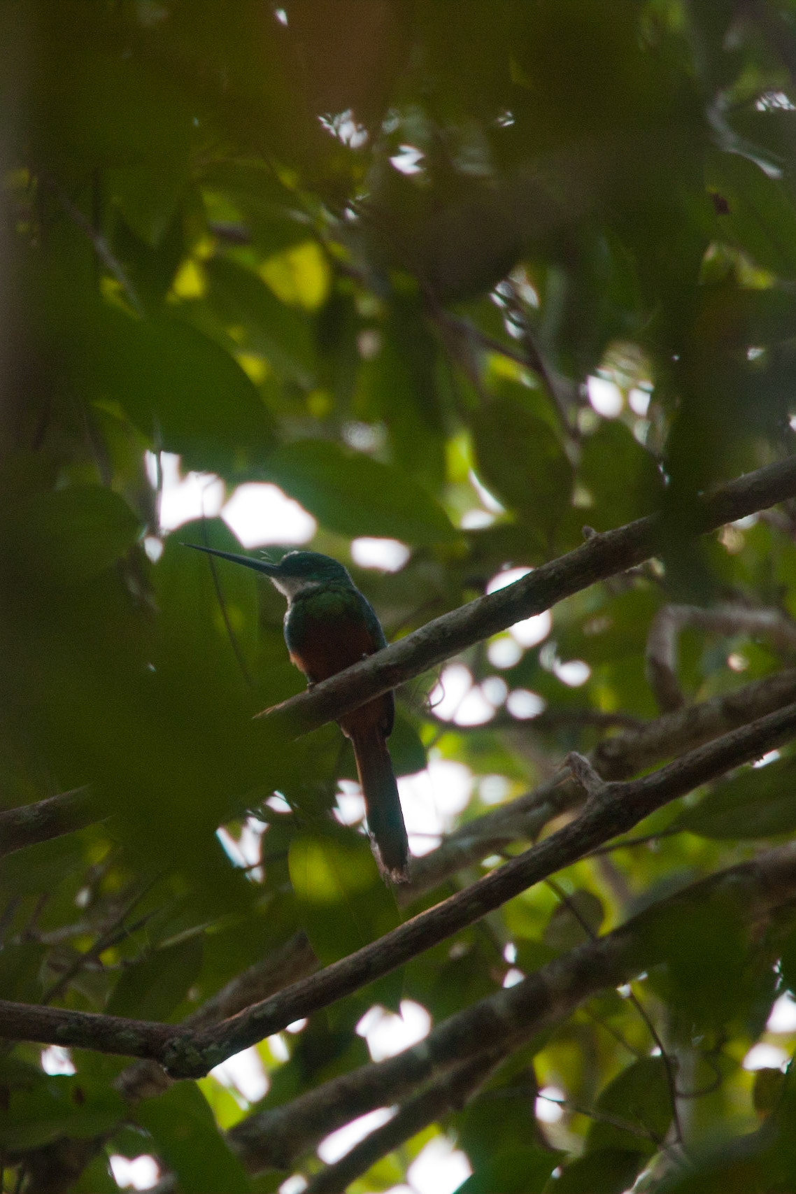 Rufus tailed jacamar