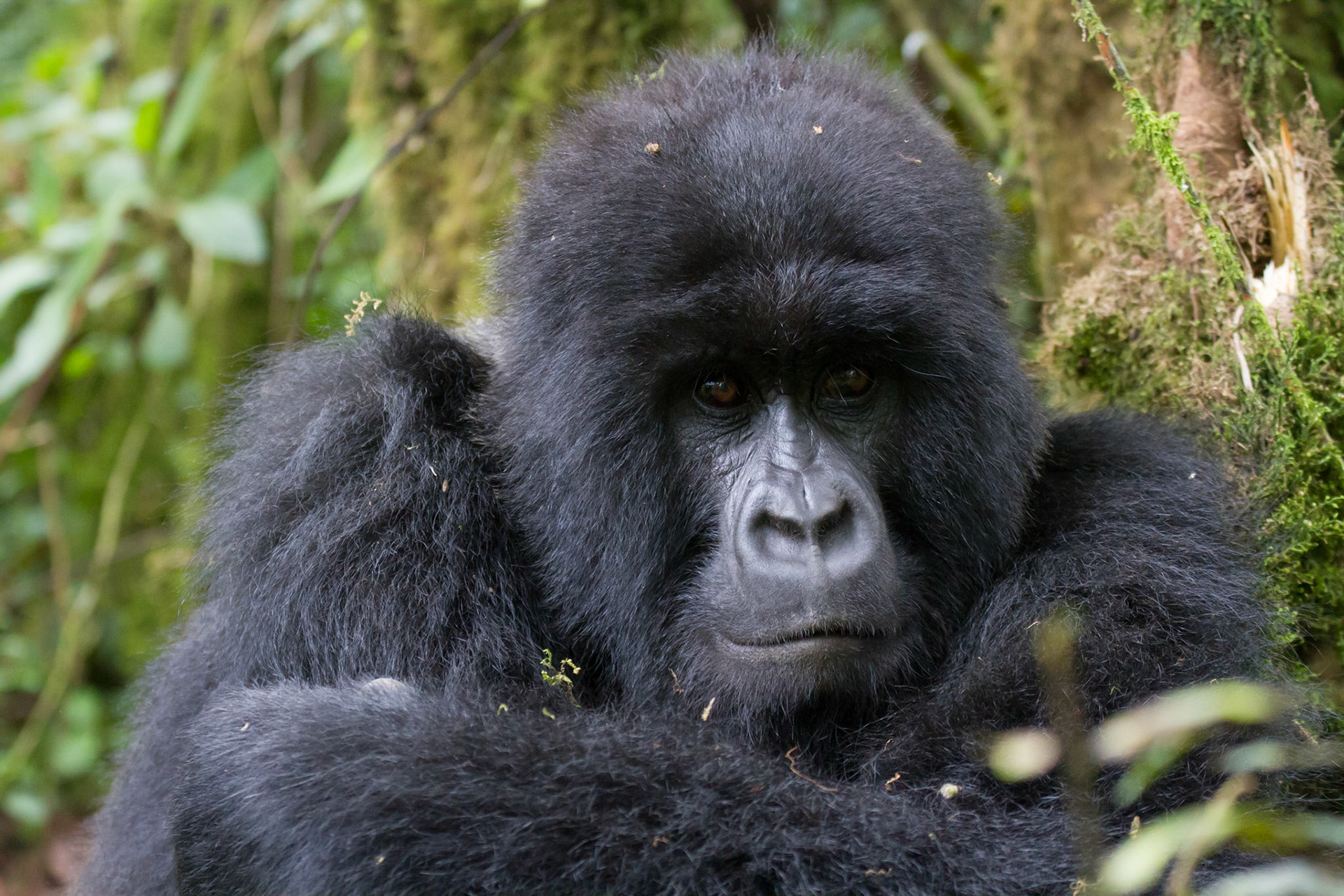 Mountain gorilla