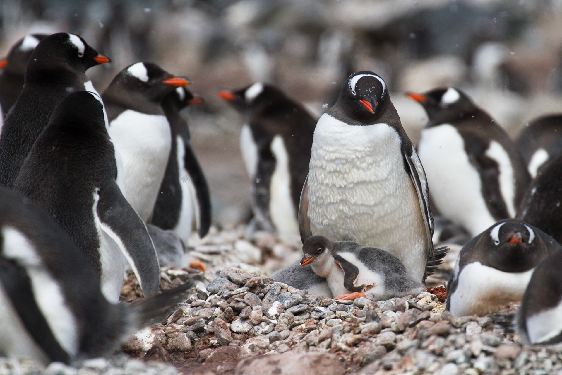 Gentoo penguin and chick