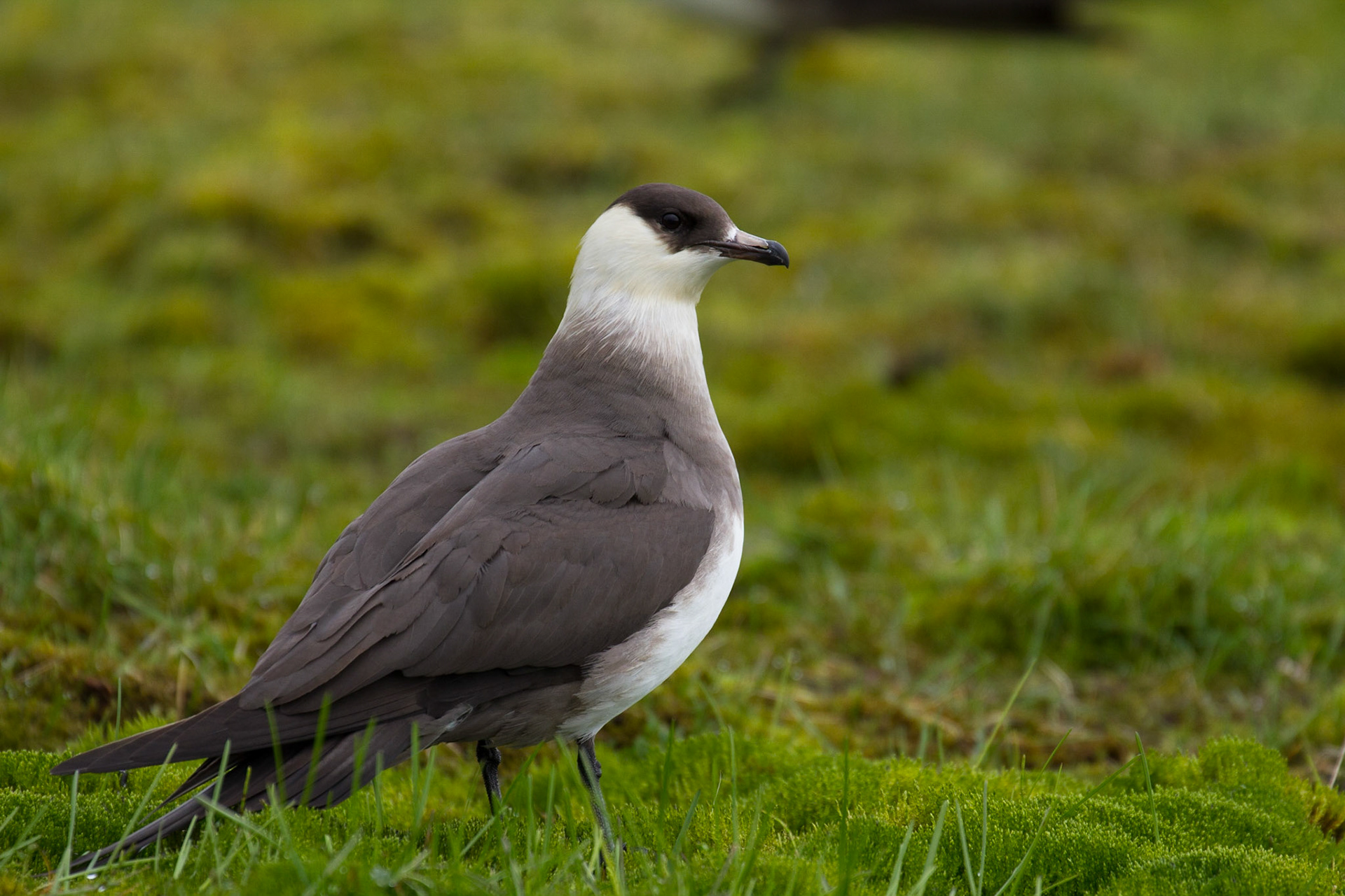 Arctic skua