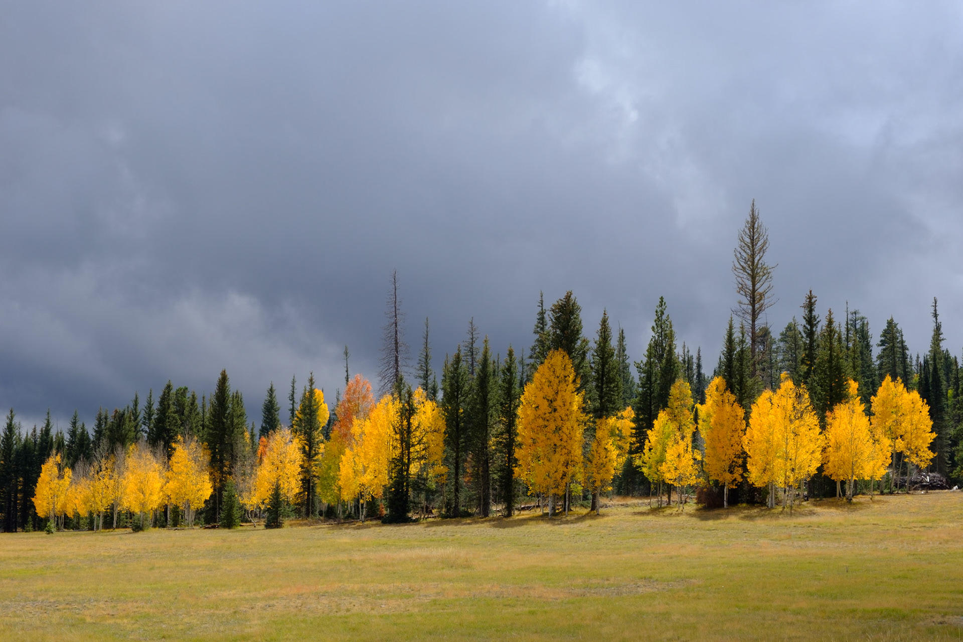 Aspen trees, North Kaibab National Forest