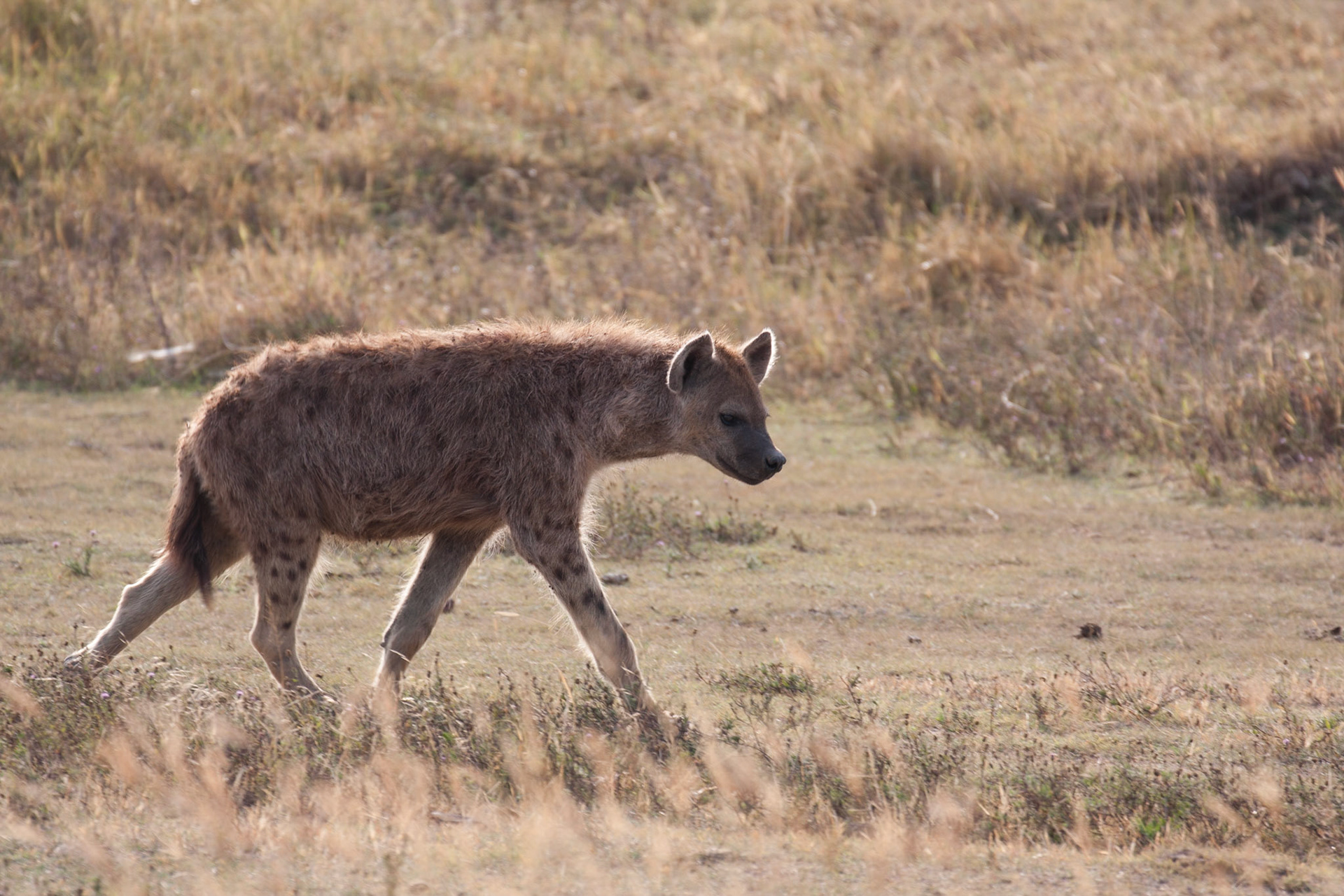 Spotted hyena