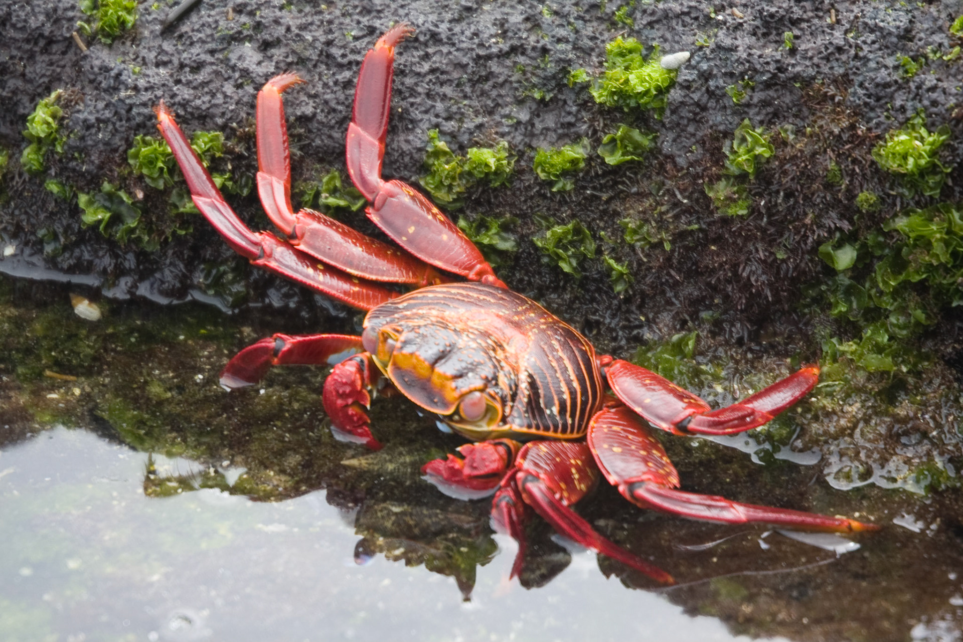 Sally Lightfoot crab