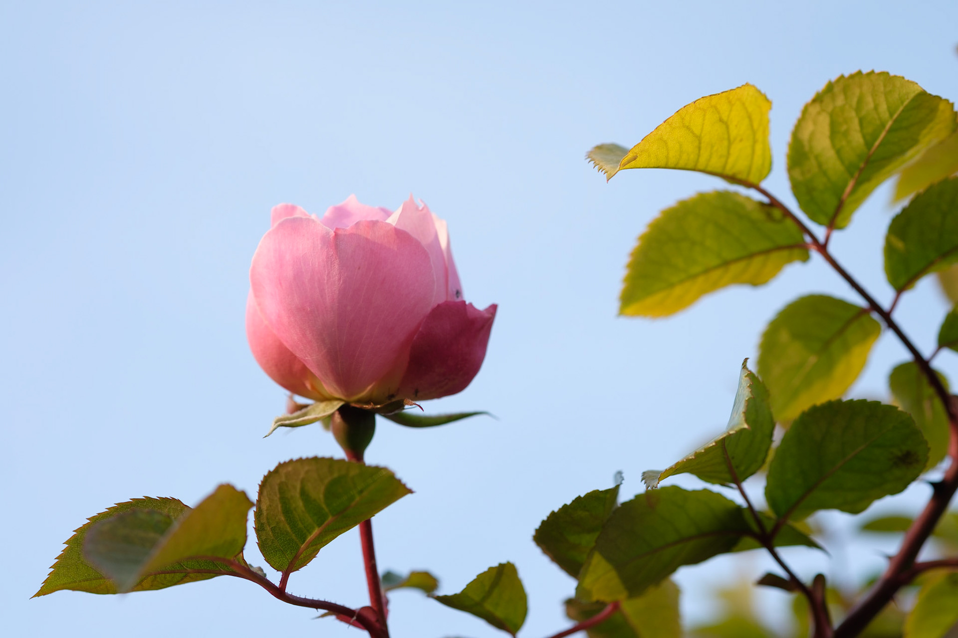 Winter bud, arch between gardens