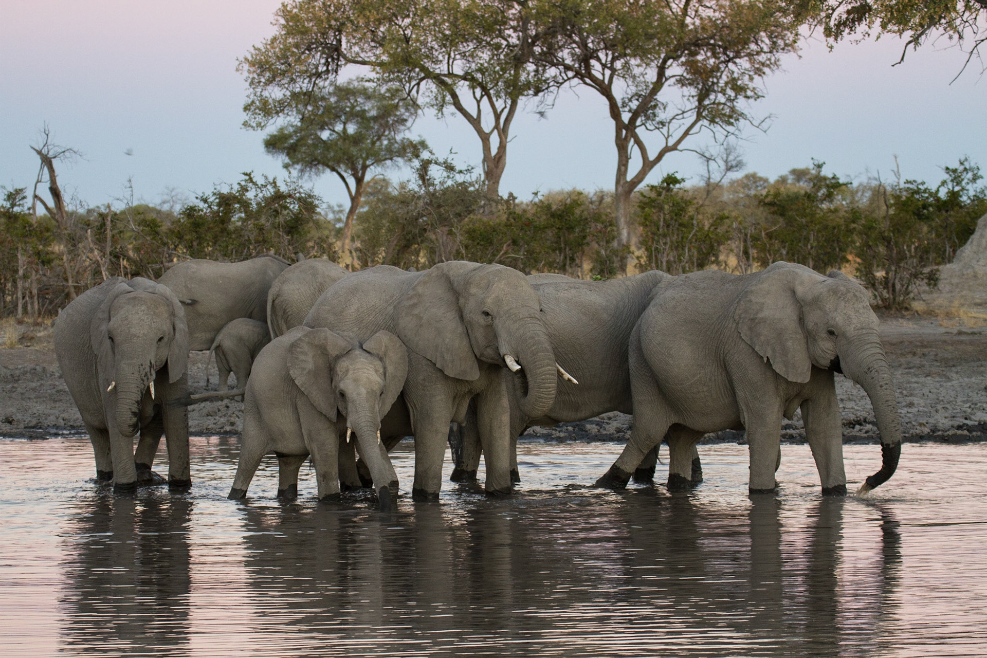 Elephants drinking at a water hole at dusk