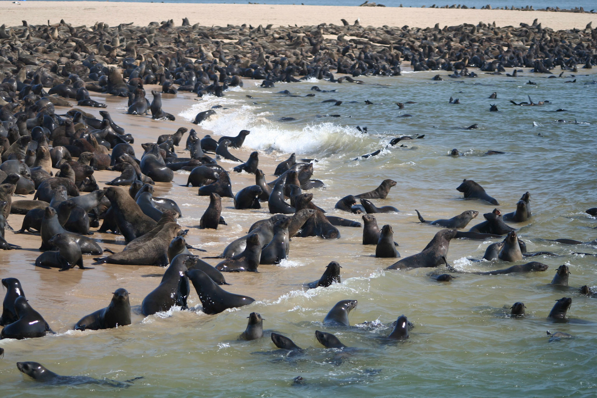 Seal colony, near Walvis Bay lighthouse
