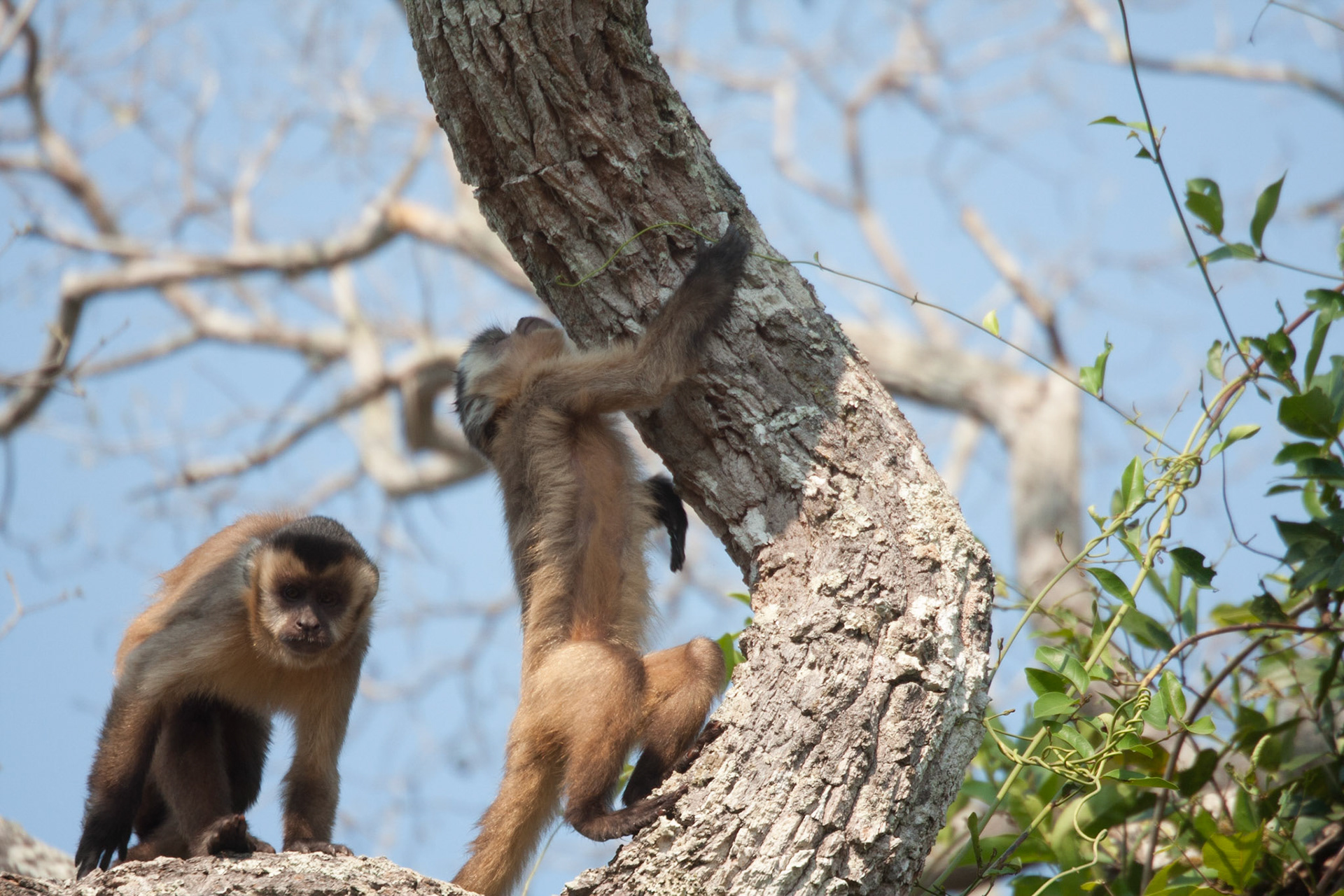 Capuchin monkeys
