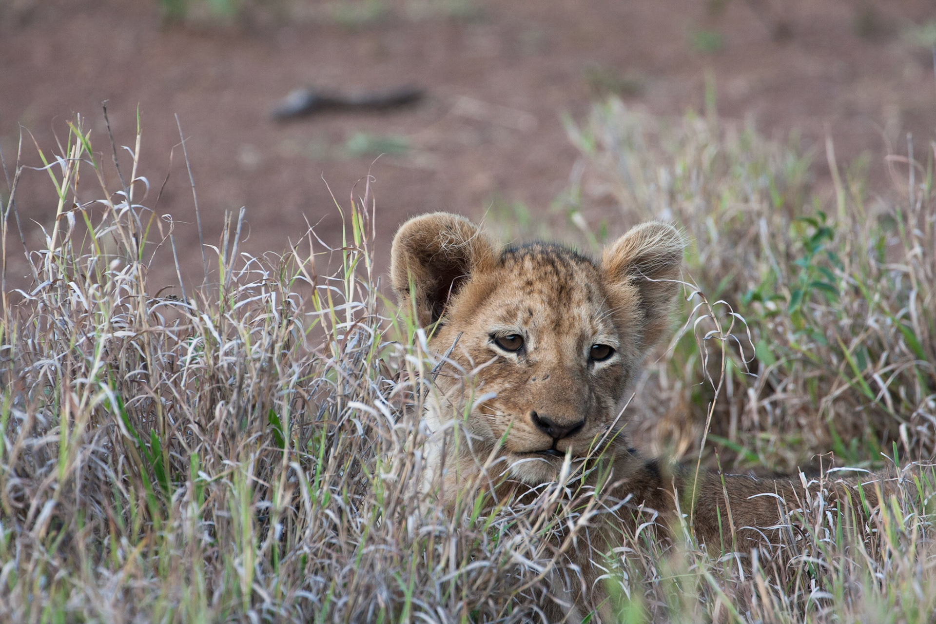 Tiny lion cub