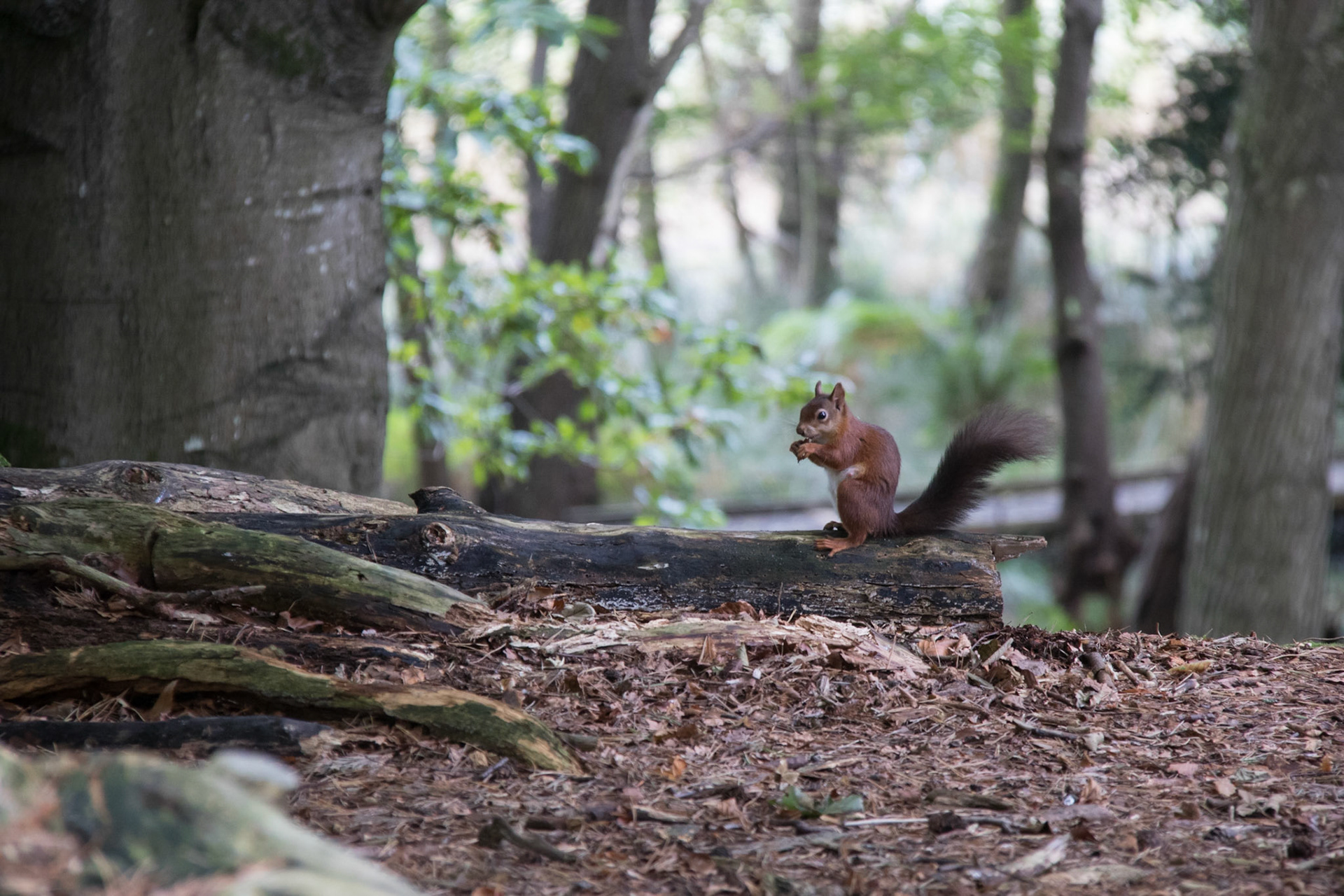 Red squirrel in the woods, Brownsea Island