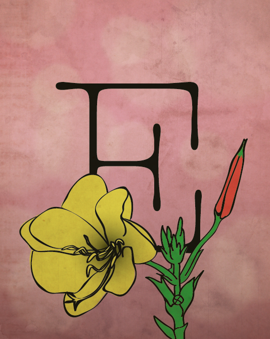 Evening Primrose