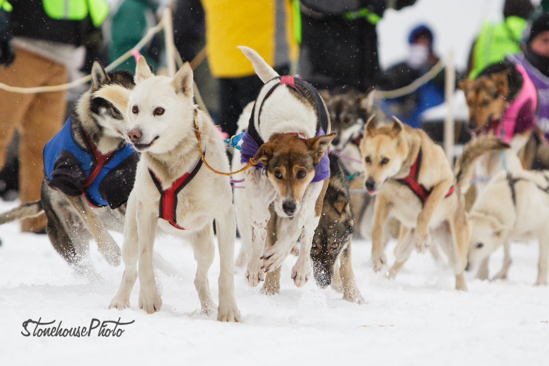 Commercial & Editorial Photography Hannah Stonehouse Hudson Dogs of