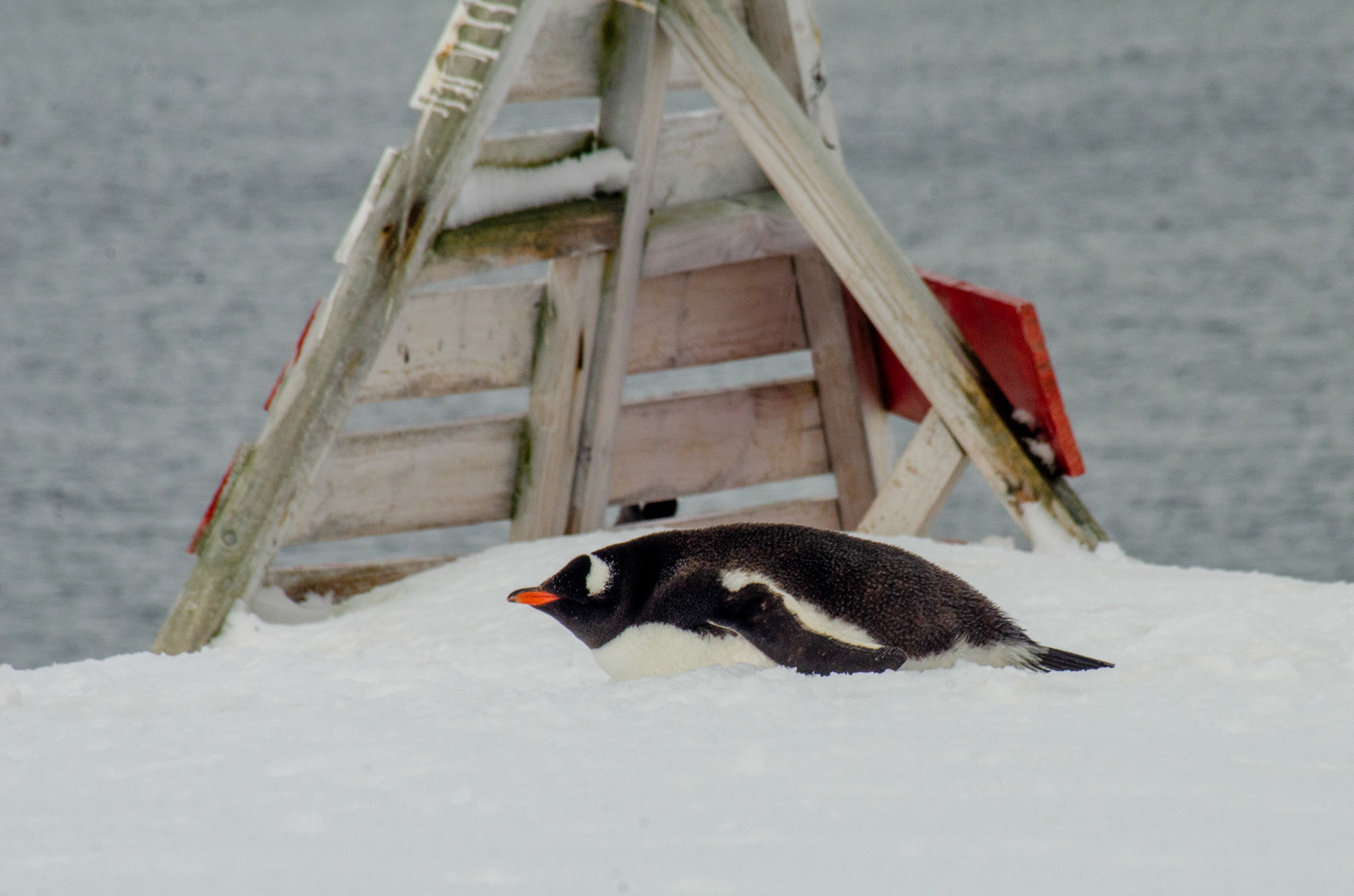Gentoo by the Marker