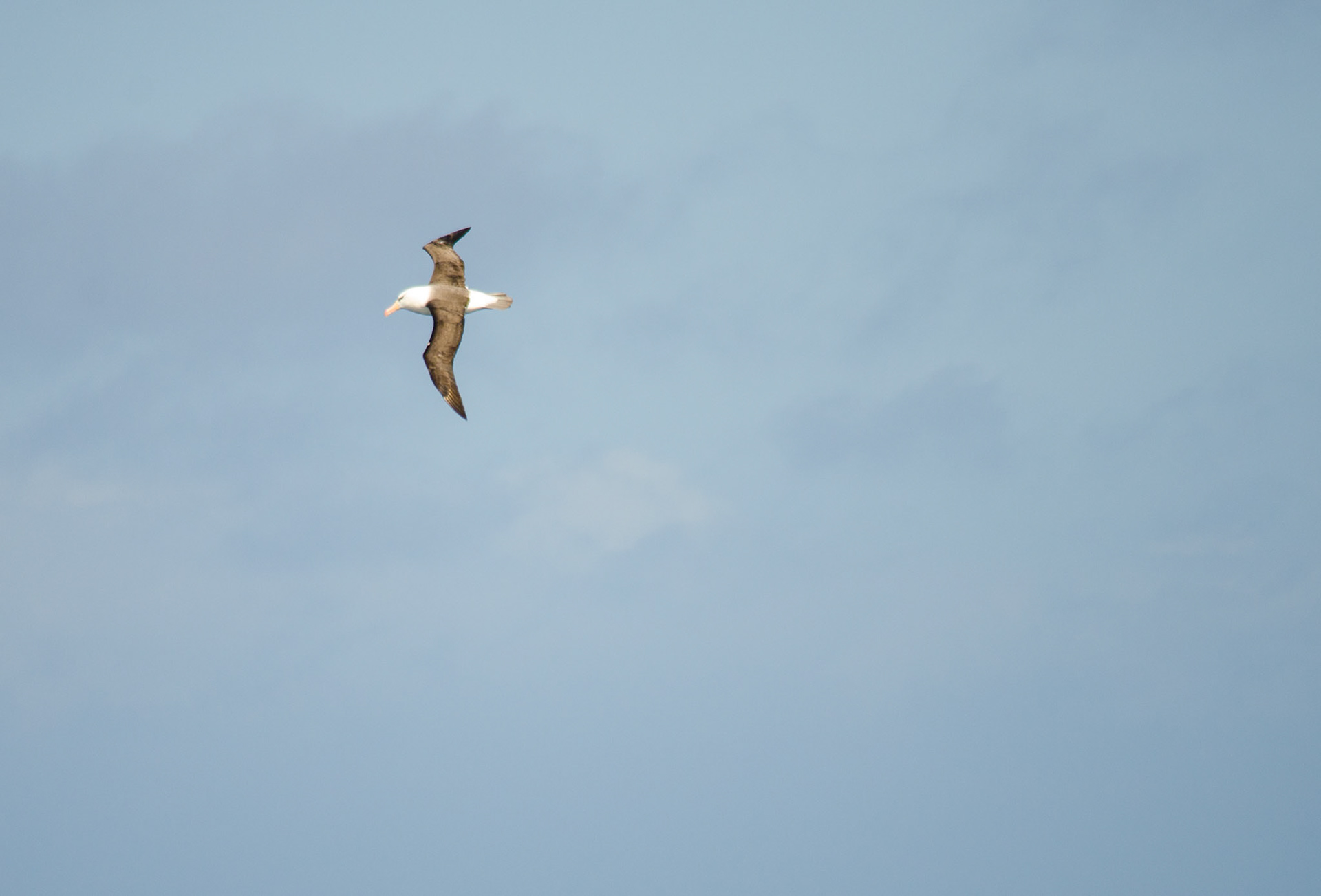Wandering Albatross
