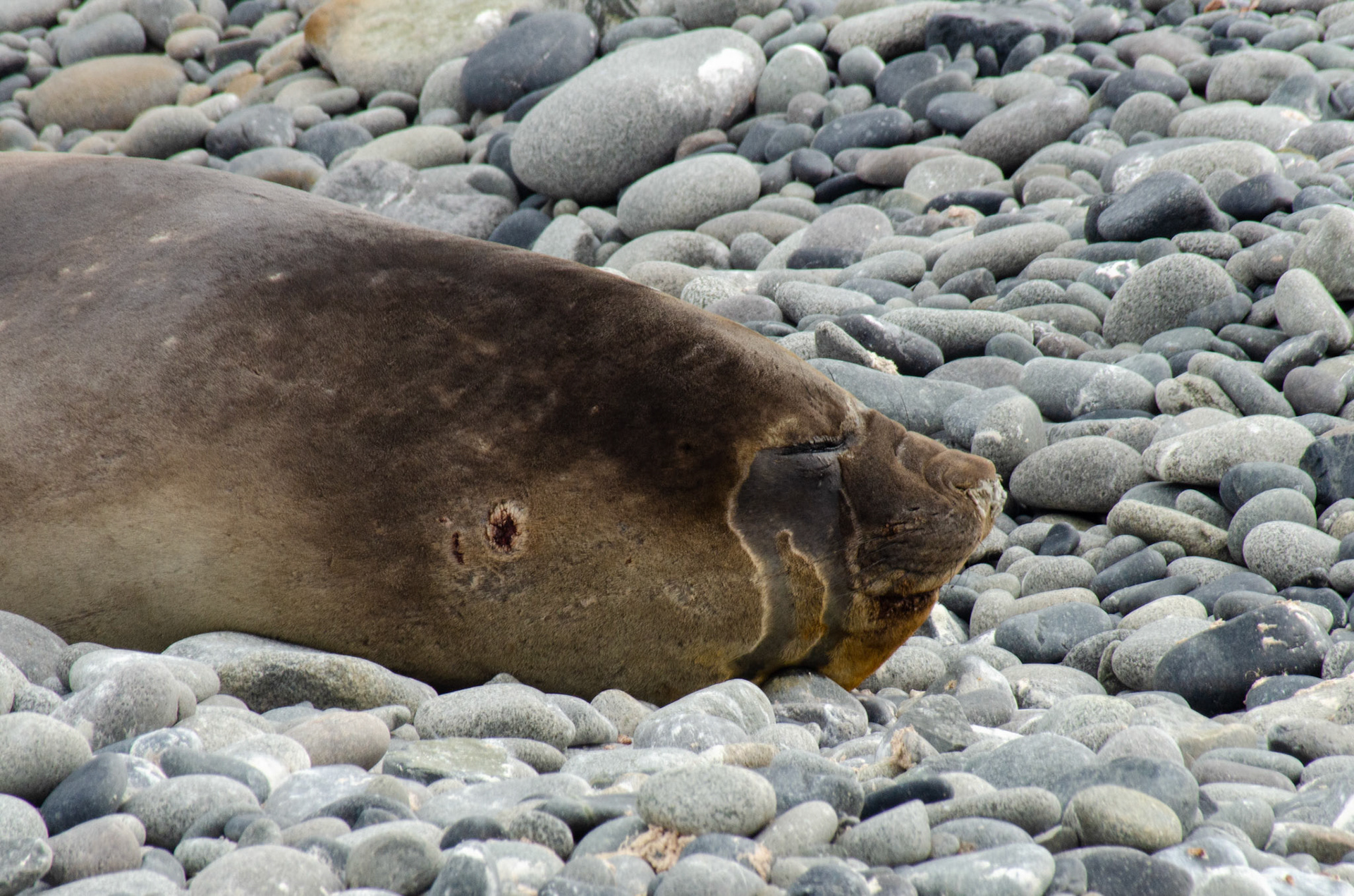 Elephant Seal Sleeping