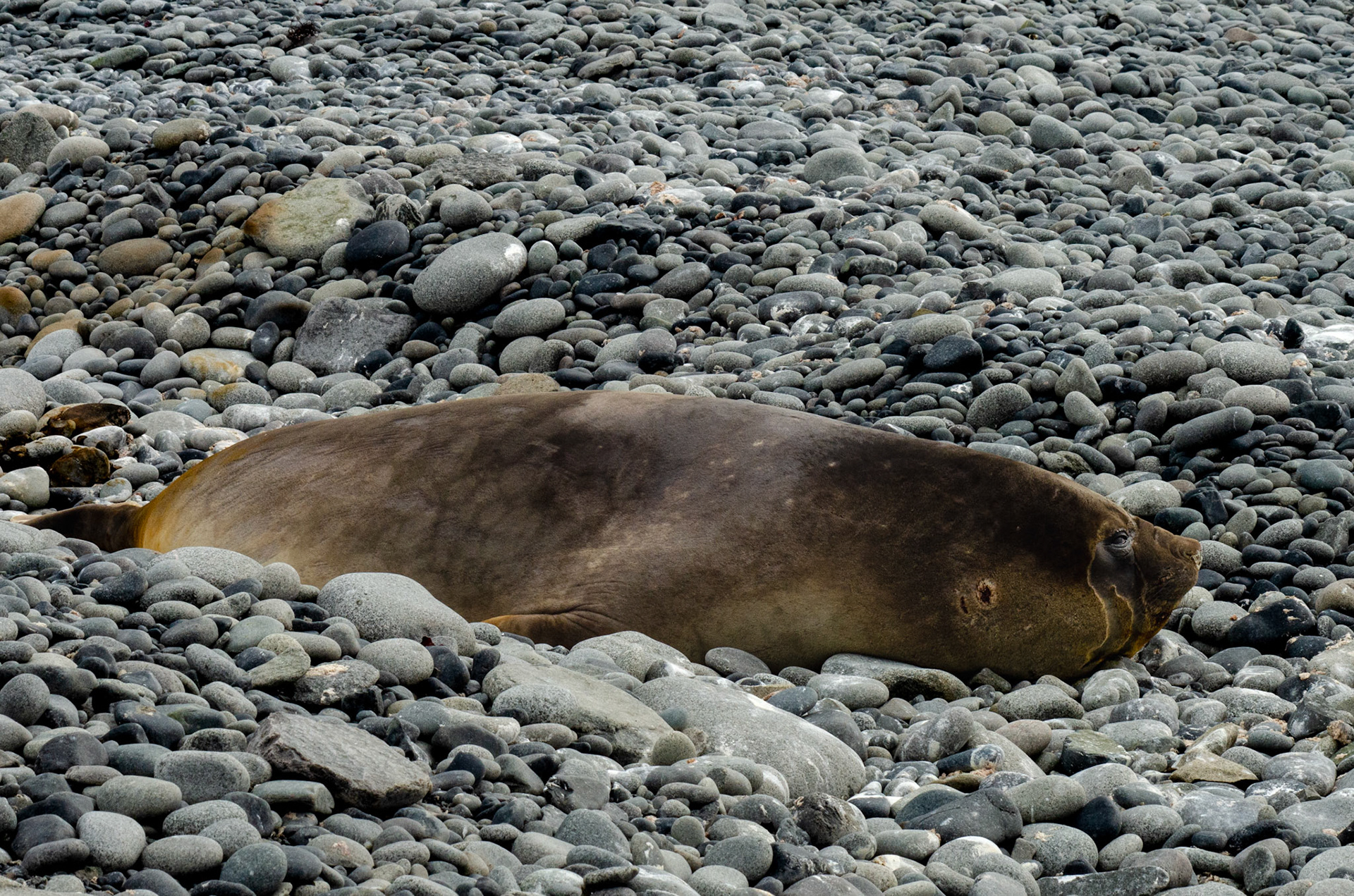 Elephant Seal Laying