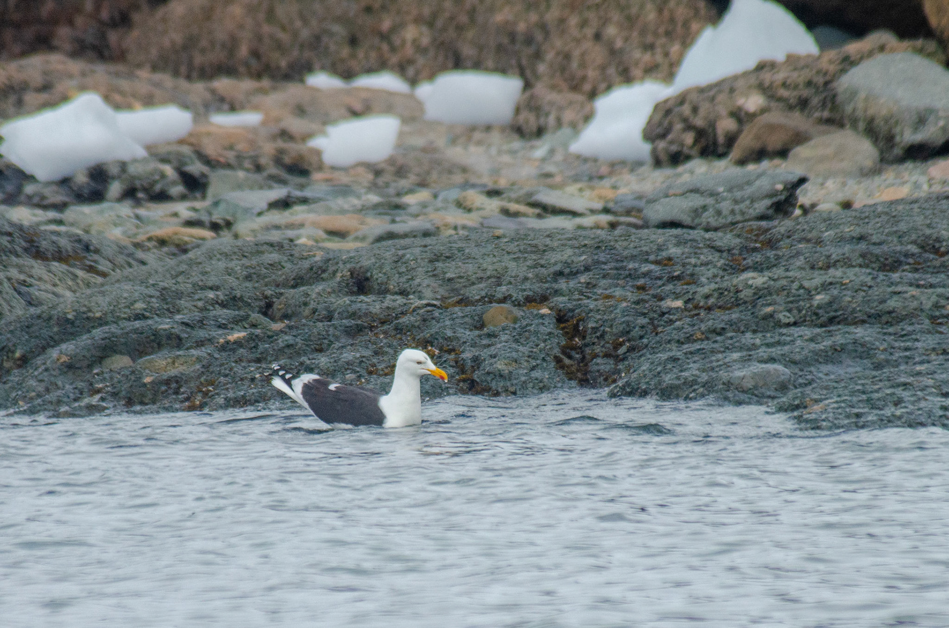Larus dominicanus