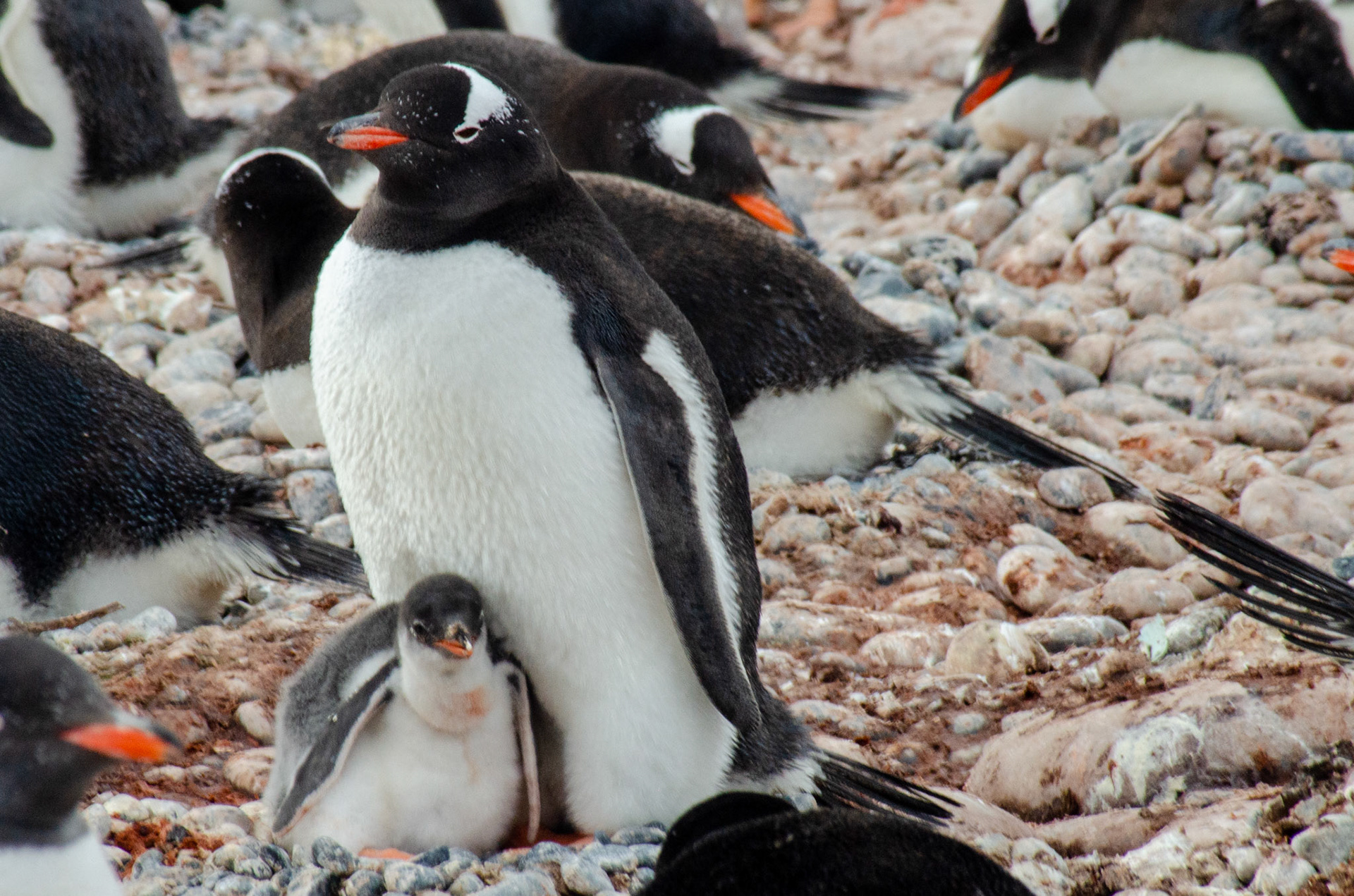 Gentoo and Chick #3