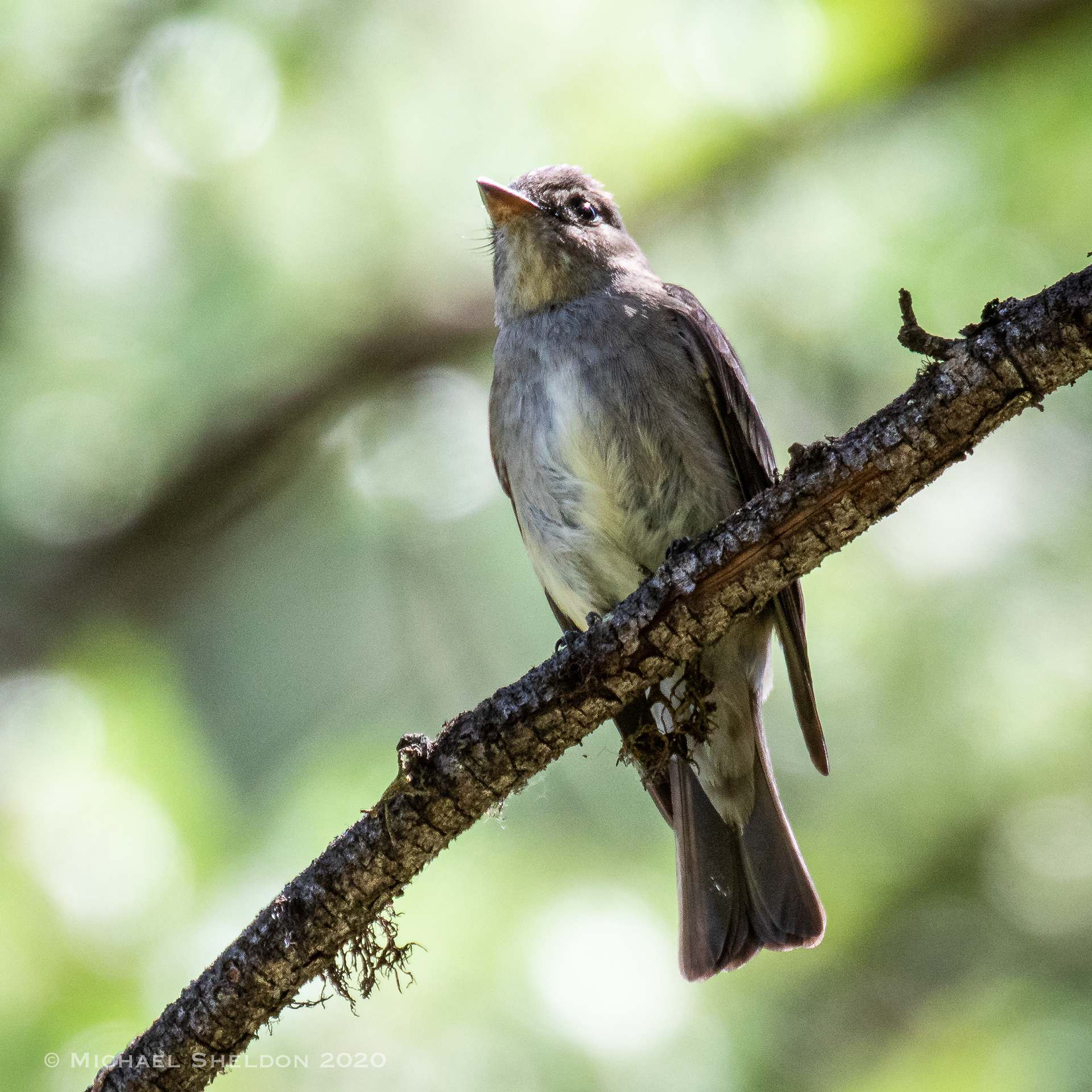 Western Wood-Pewee