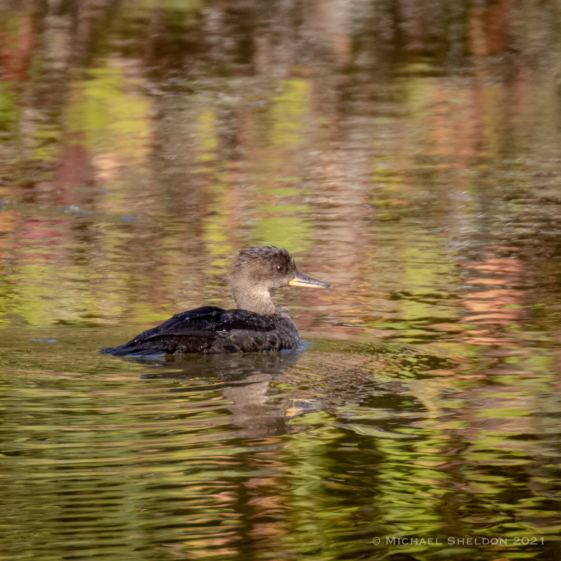 Hooded Merganser-F