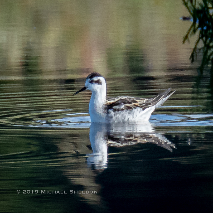 Red-necked Phalarope