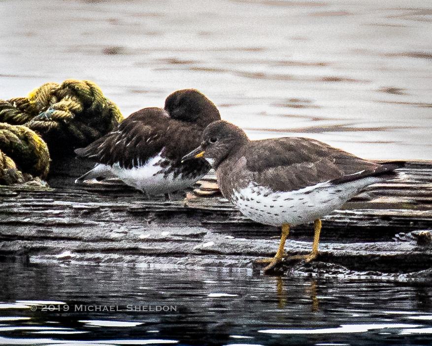 Surfbird