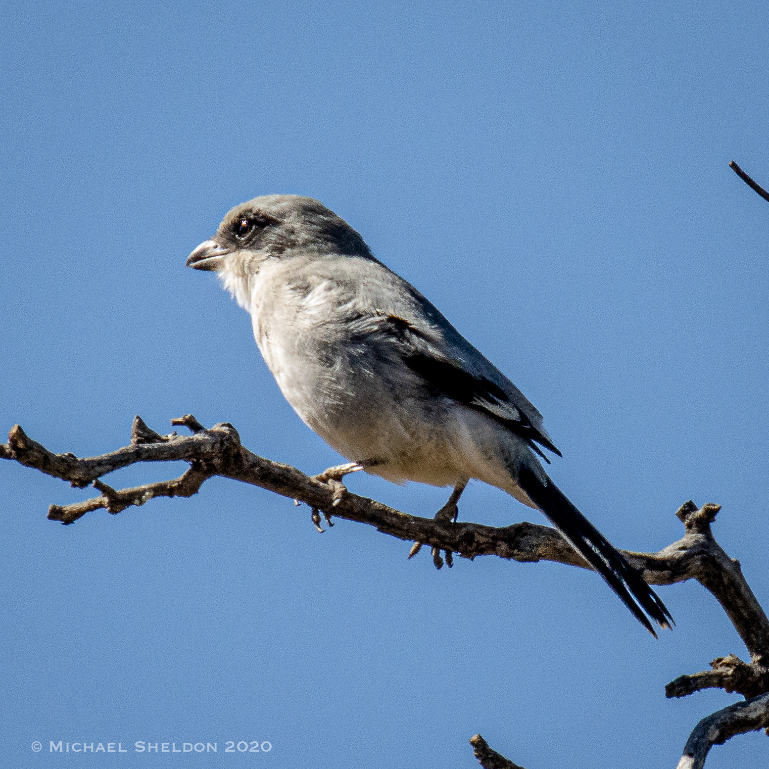 Loggerhead Shrike