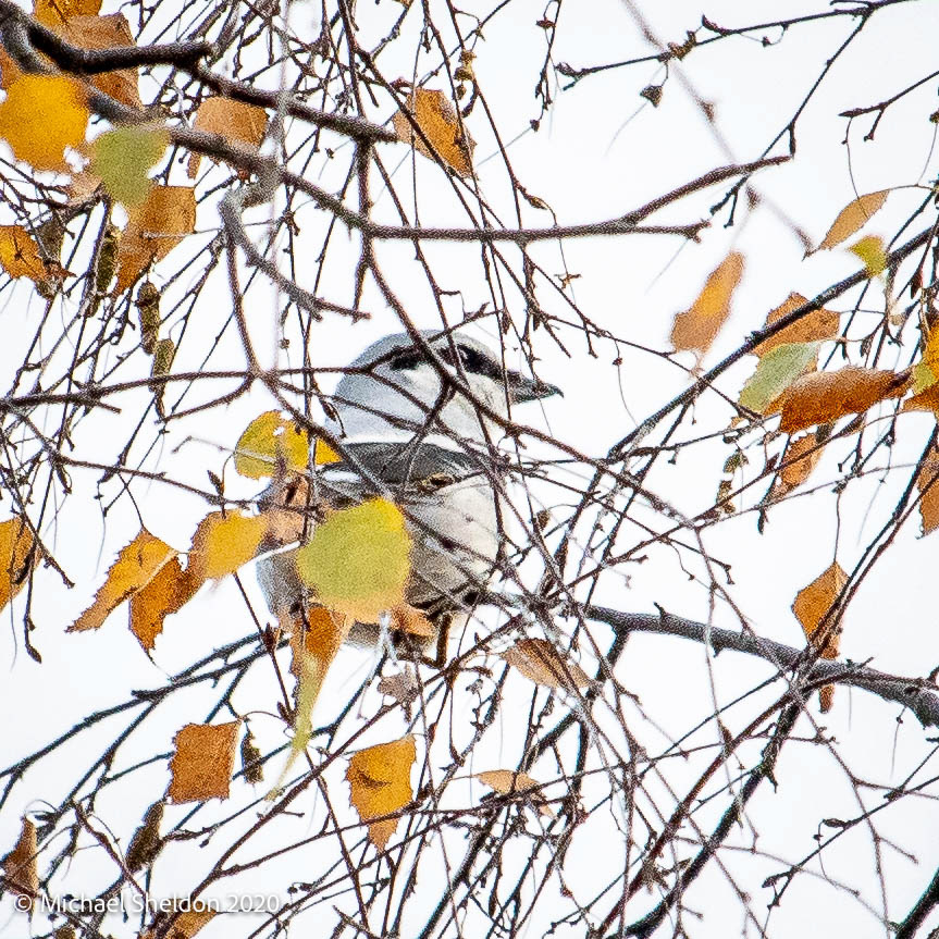 Northern Shrike